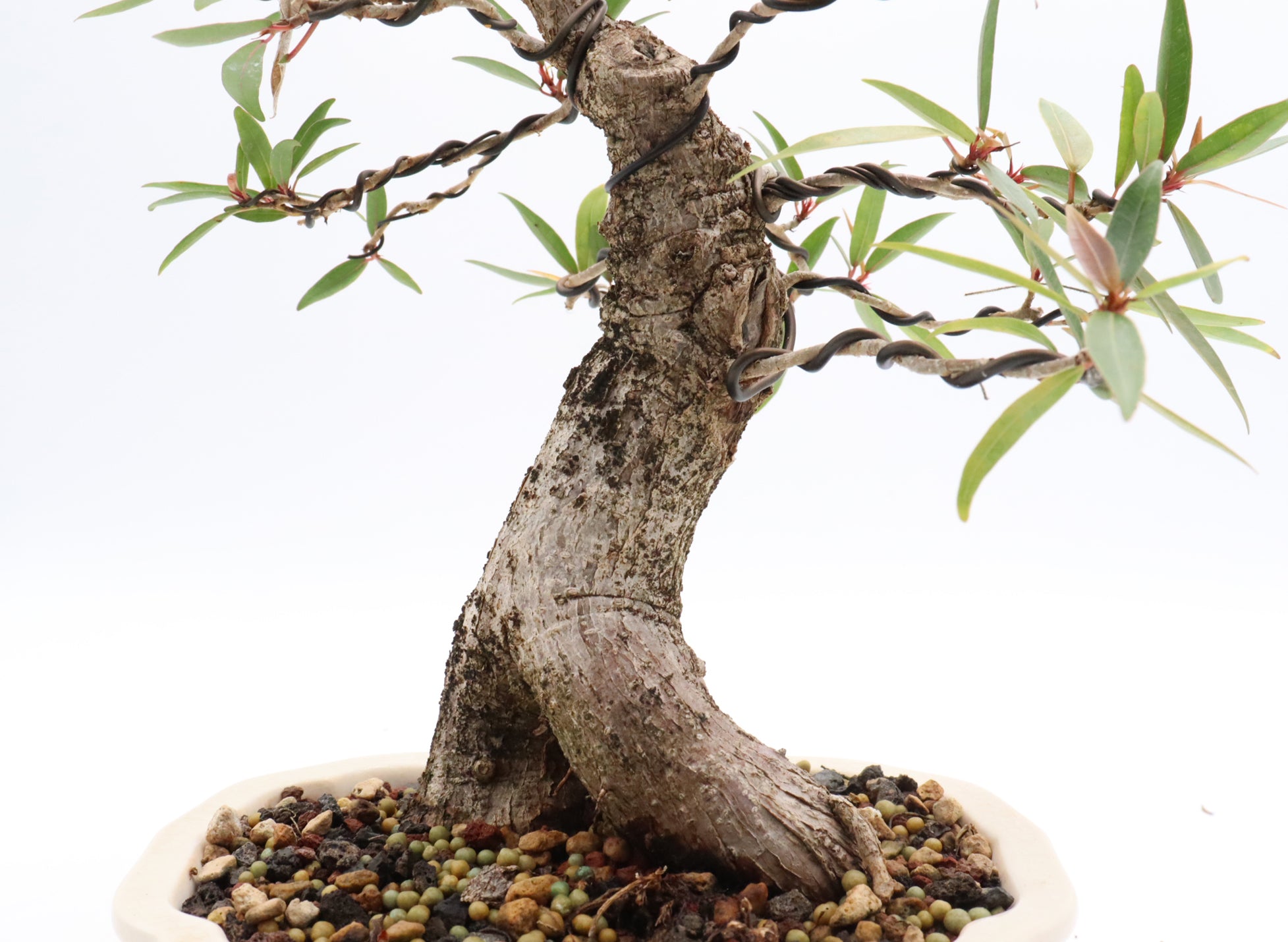 Willow Leaf Ficus in a Six Inch Yixing Container