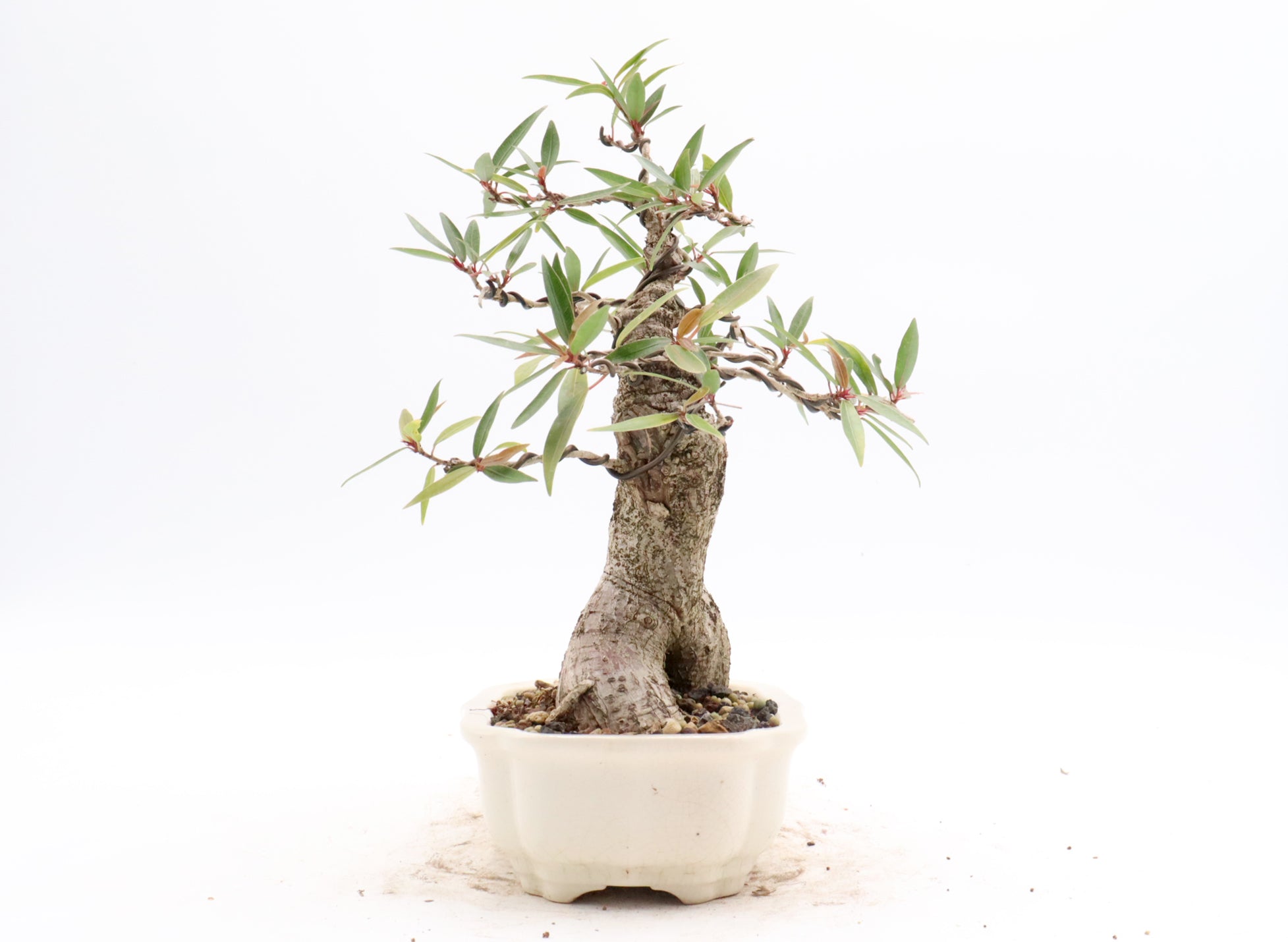 Willow Leaf Ficus in a Six Inch Yixing Container