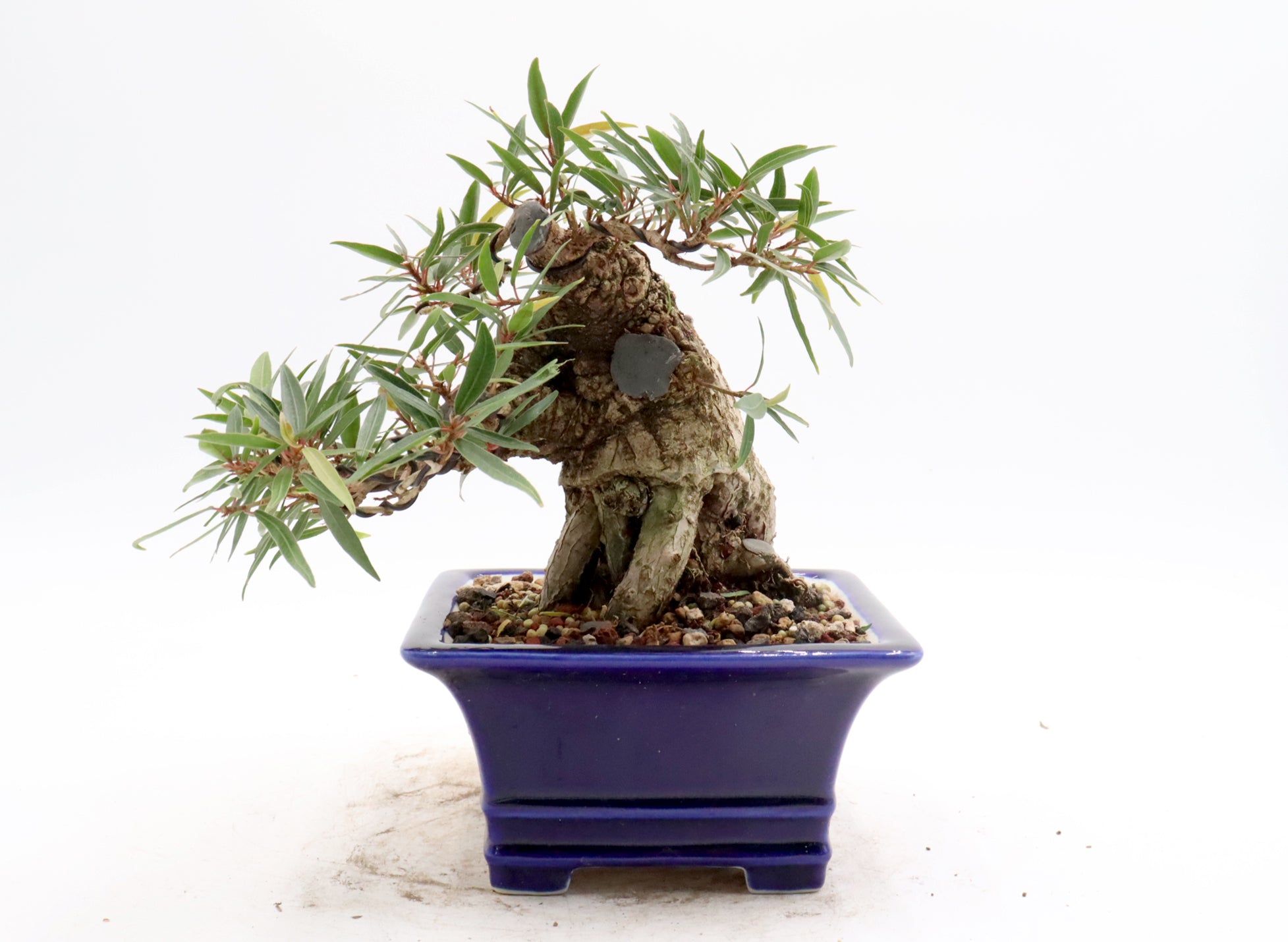 Wired Willow Leaf Ficus Bonsai in a Blue Glazed Yixing Pot