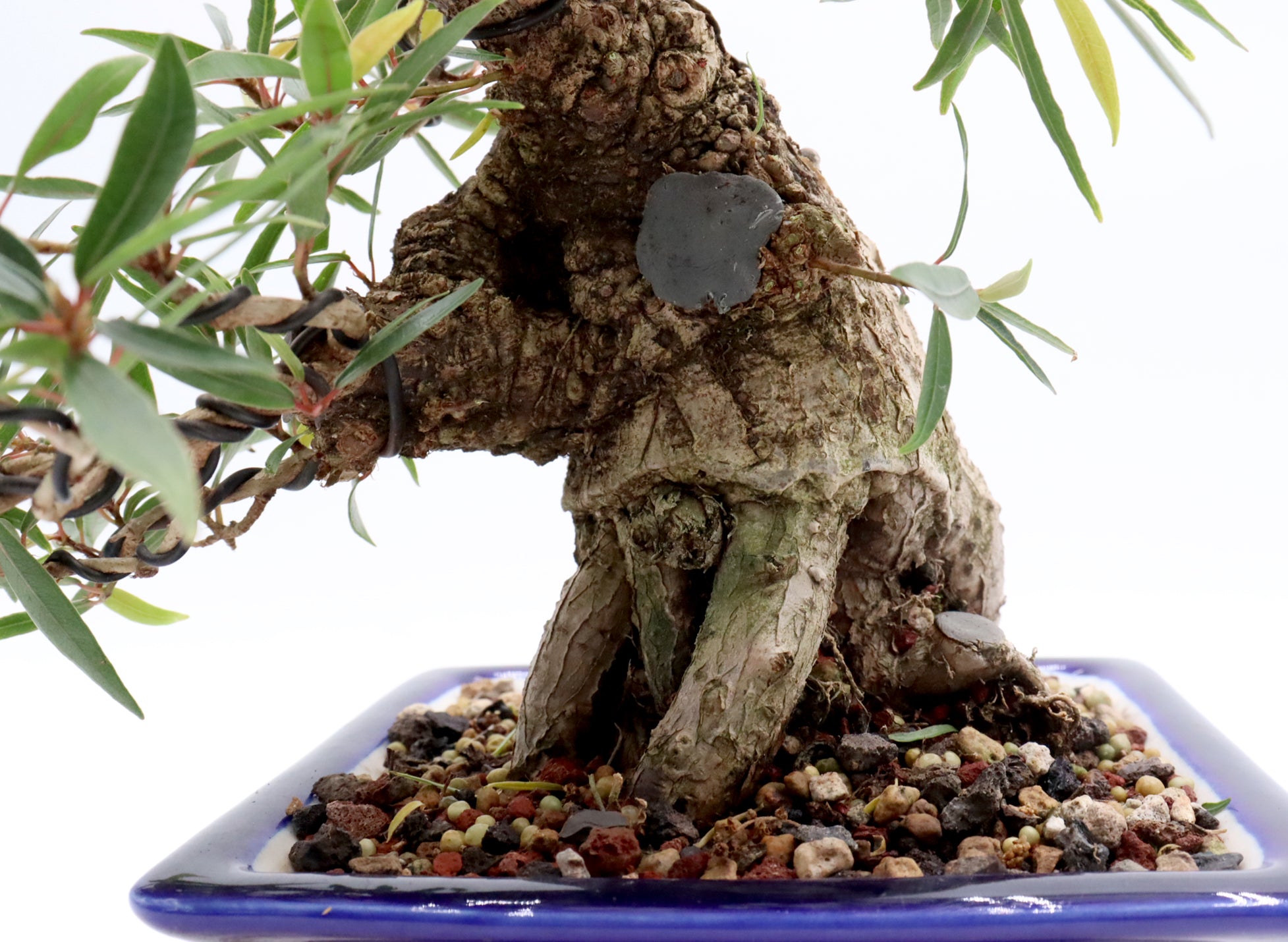 Wired Willow Leaf Ficus Bonsai in a Blue Glazed Yixing Pot