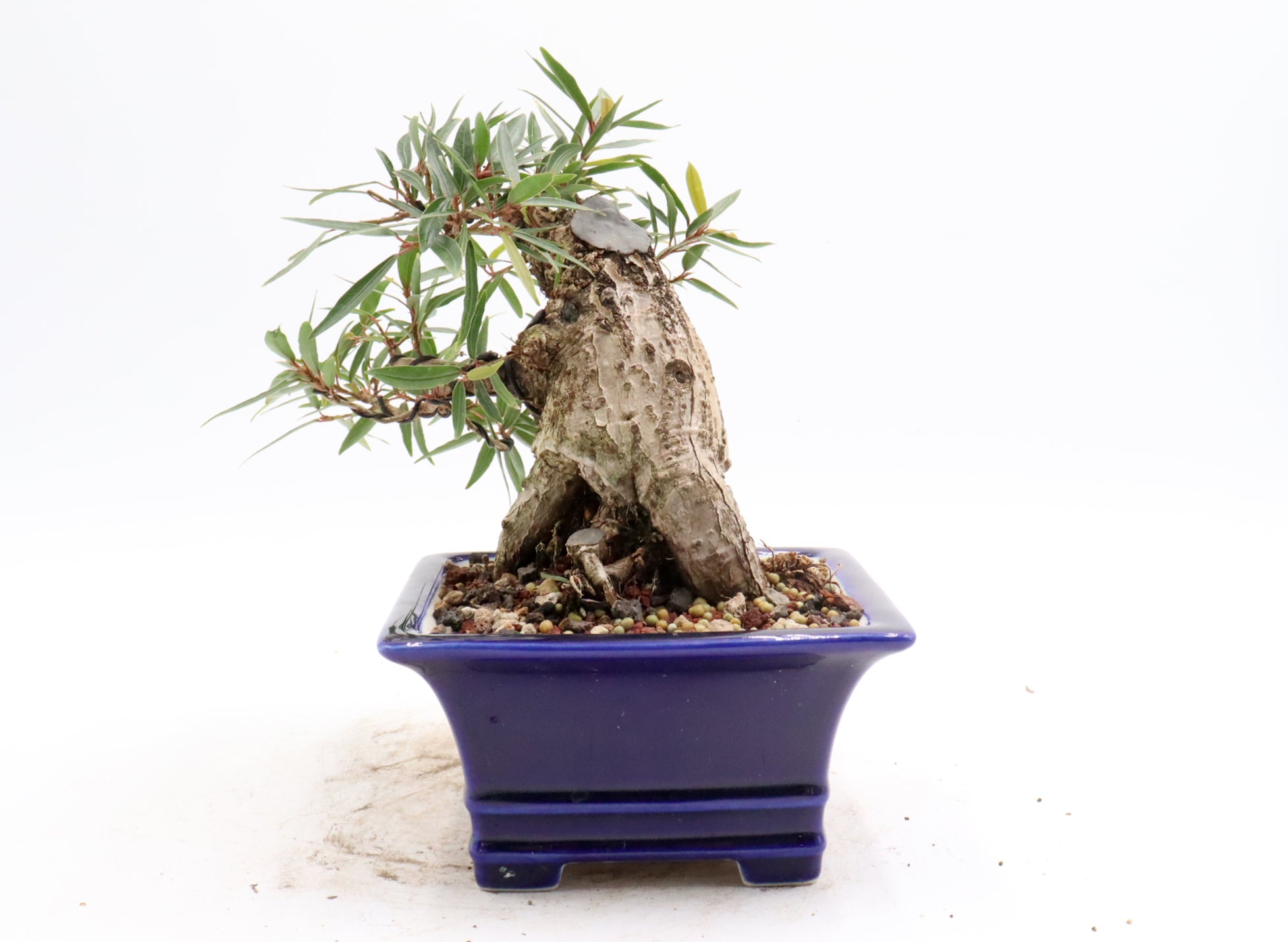 Wired Willow Leaf Ficus Bonsai in a Blue Glazed Yixing Pot