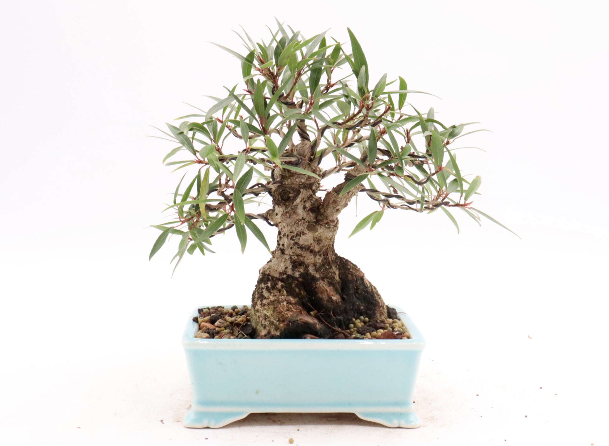 Willow Leaf Ficus in a Yixing Container