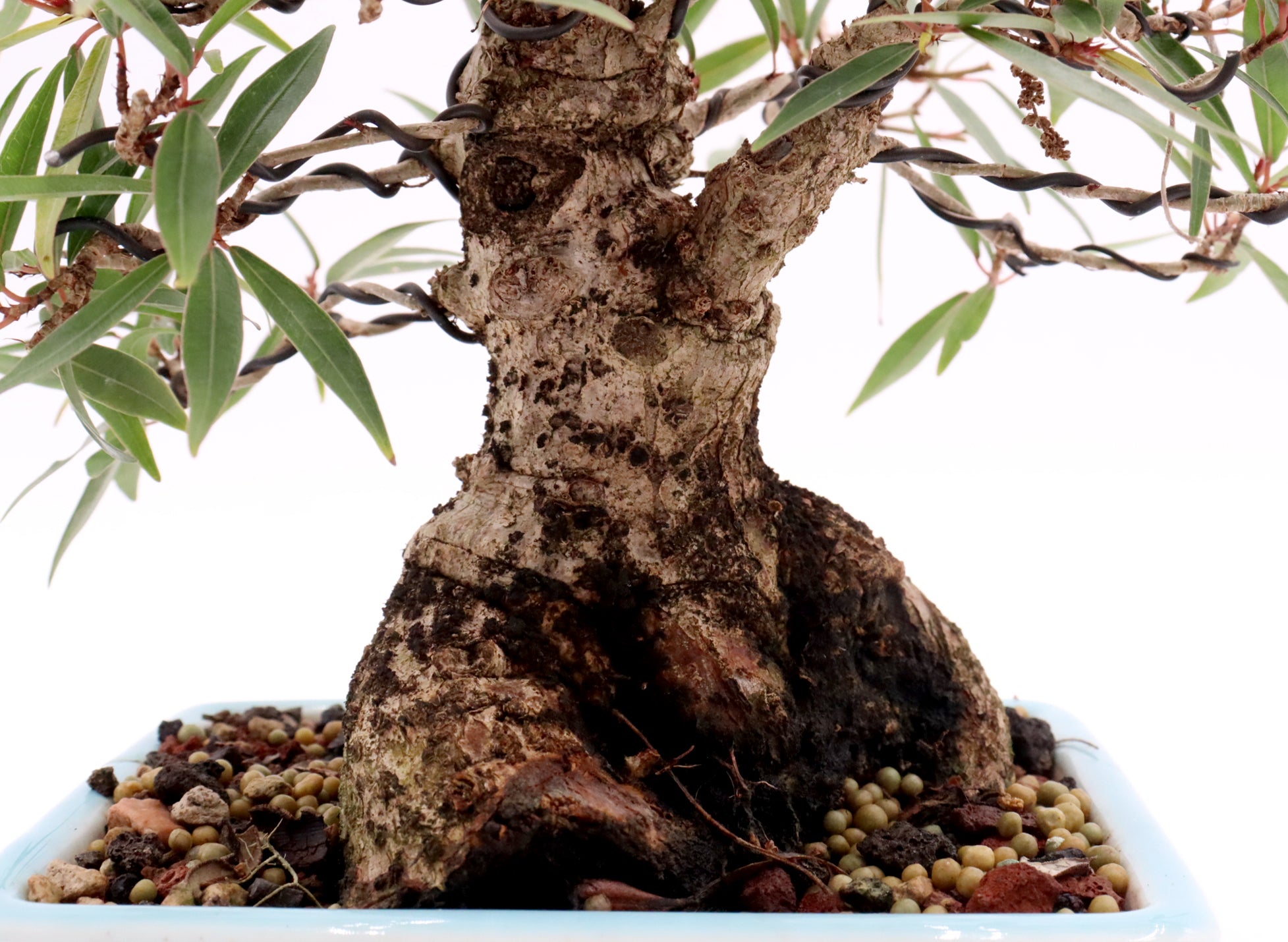 Willow Leaf Ficus in a Yixing Container