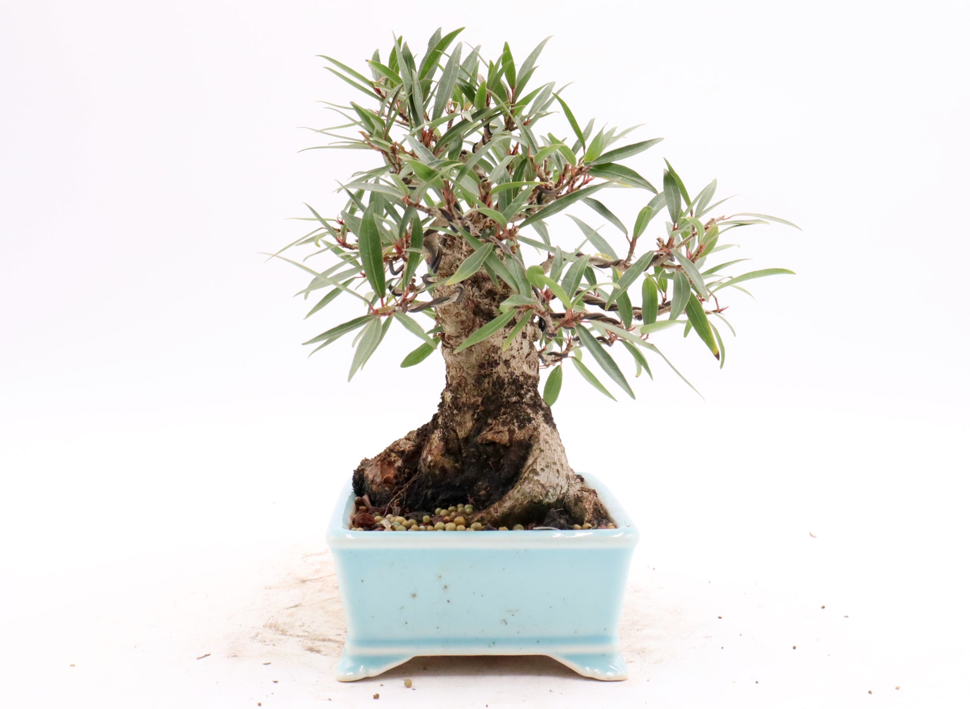 Willow Leaf Ficus in a Yixing Container