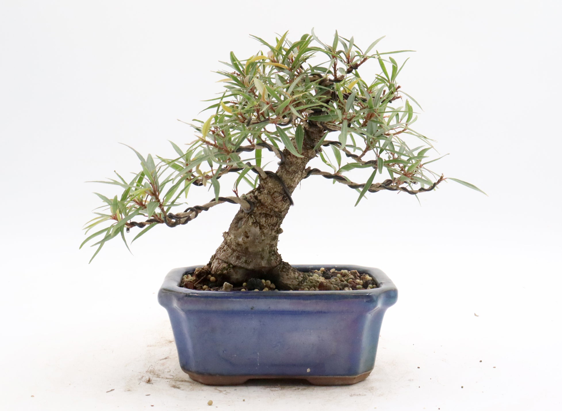 Willow Leaf Ficus in a Glazed Container