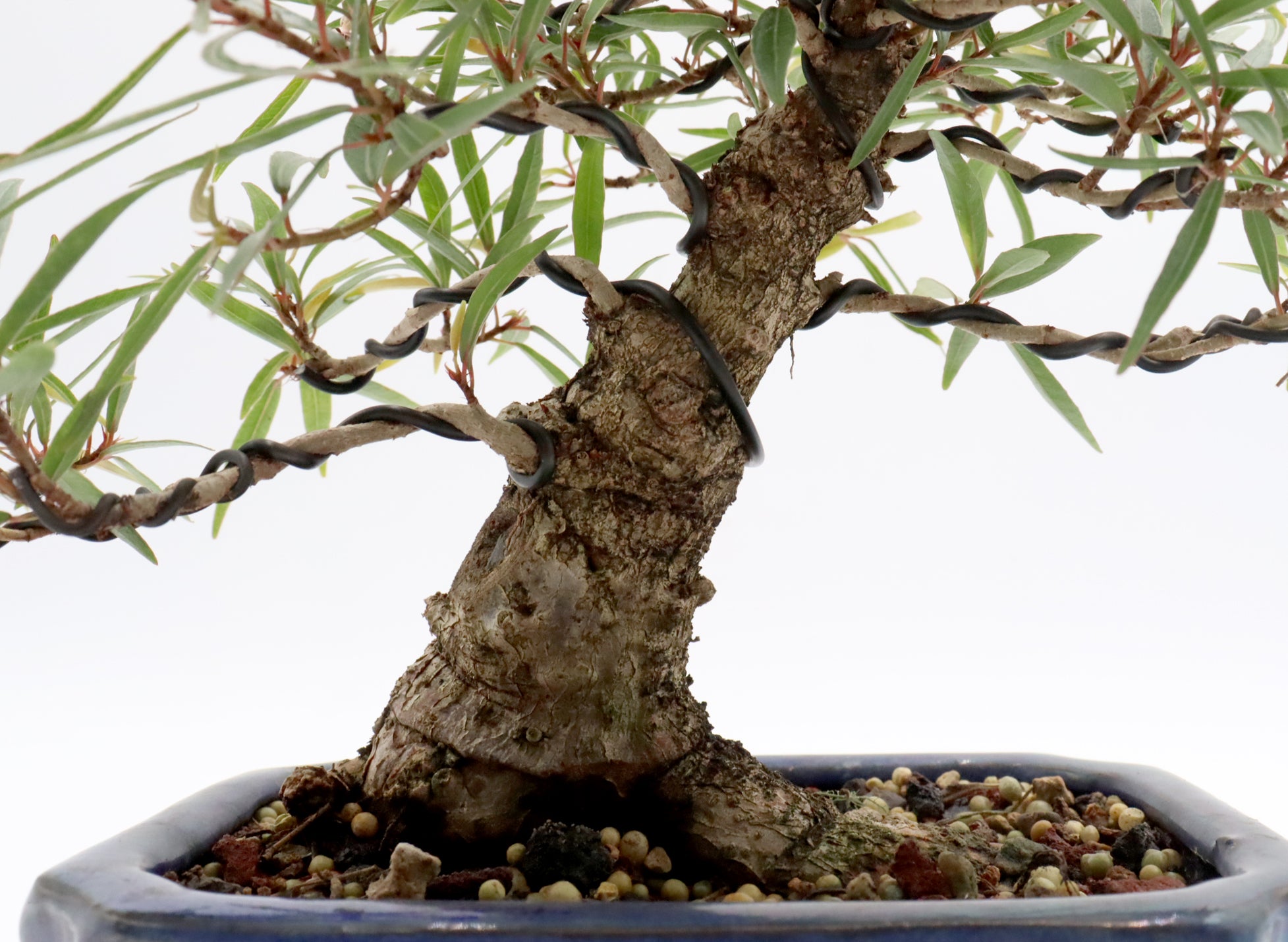 Willow Leaf Ficus in a Glazed Container