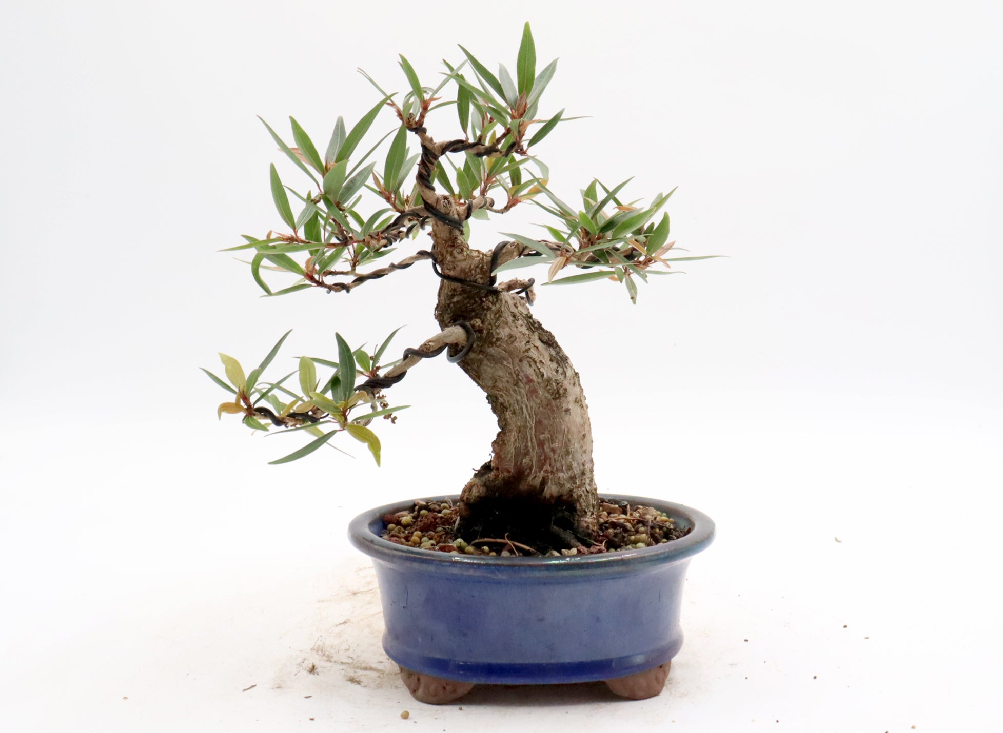 Willow Leaf Ficus in a Glazed Container