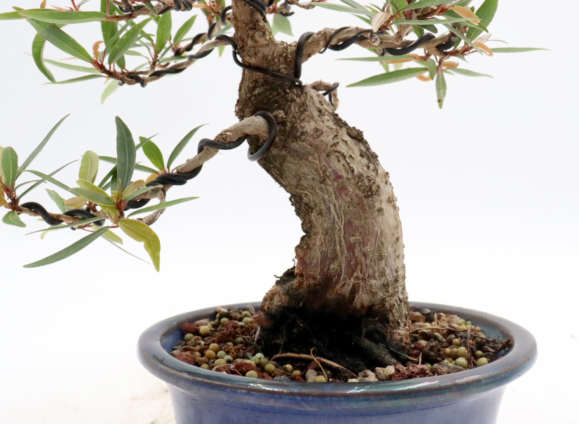 Willow Leaf Ficus in a Glazed Container