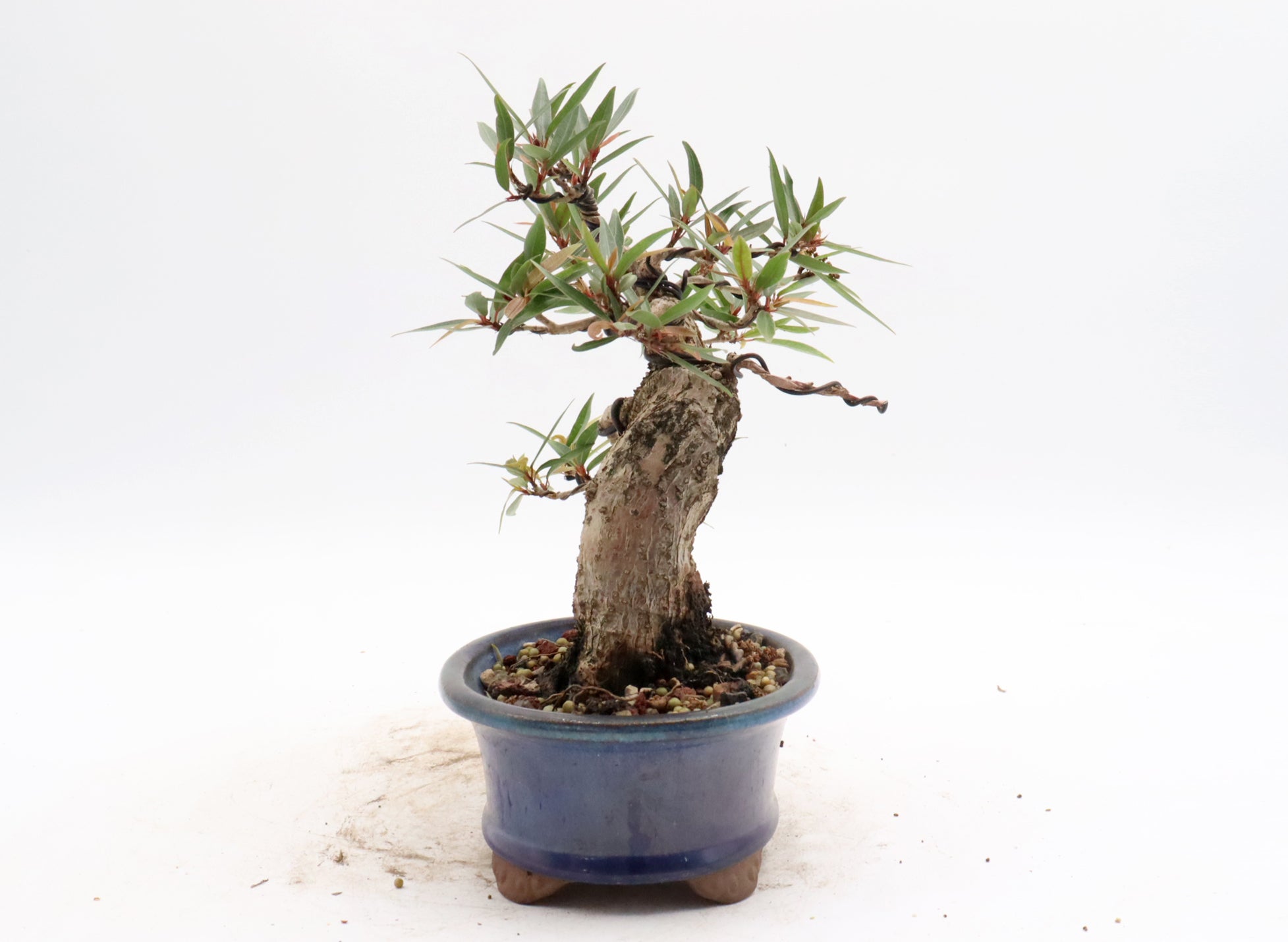 Willow Leaf Ficus in a Glazed Container