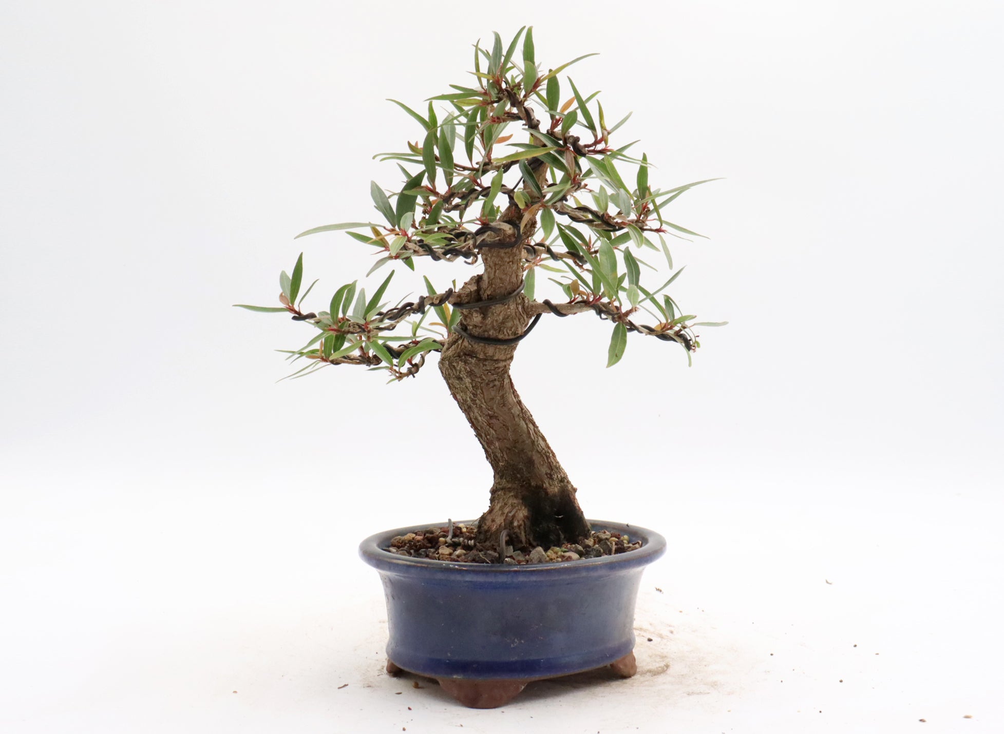 Willow Leaf Ficus in a Glazed Container