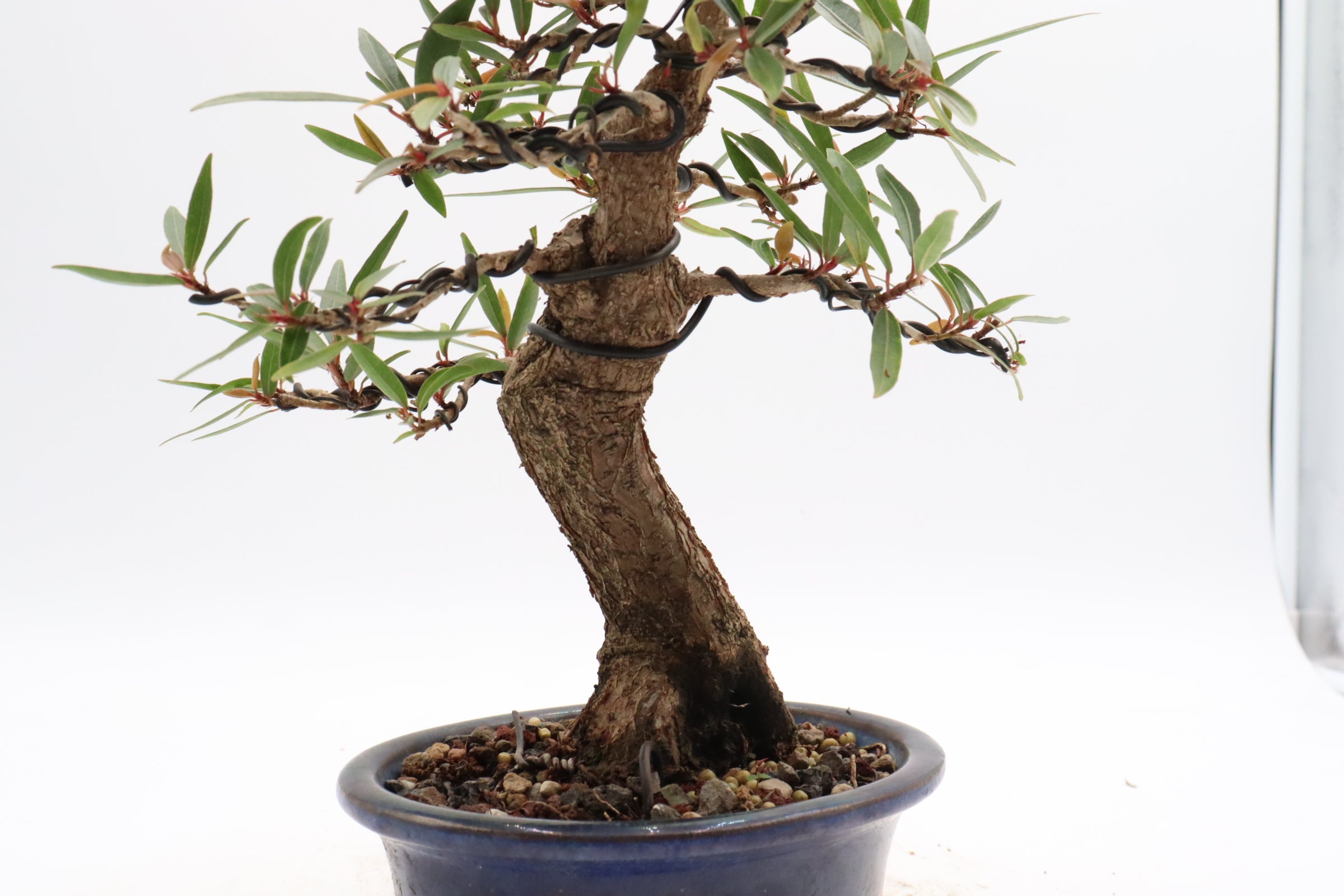 Willow Leaf Ficus in a Glazed Container