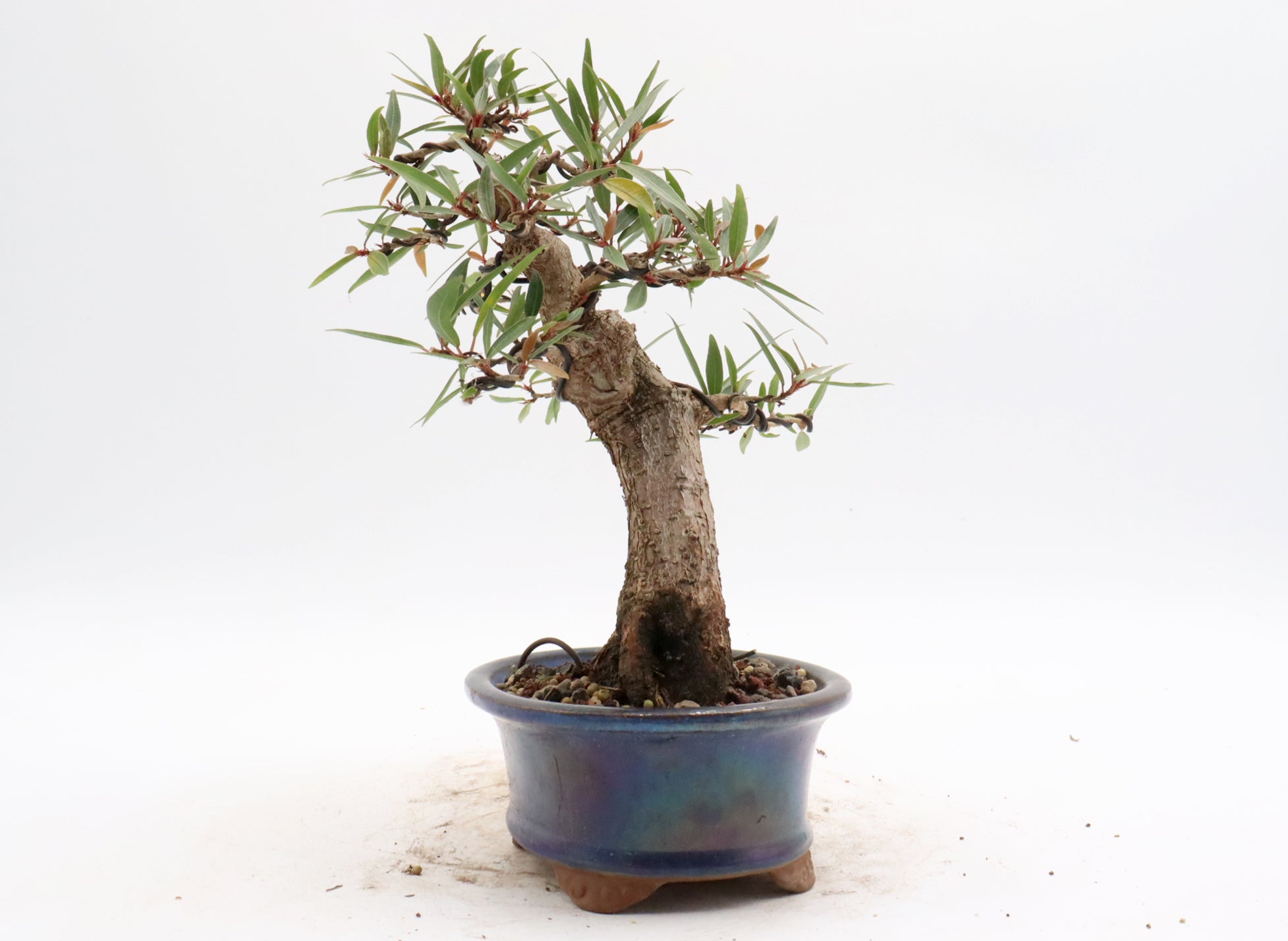 Willow Leaf Ficus in a Glazed Container