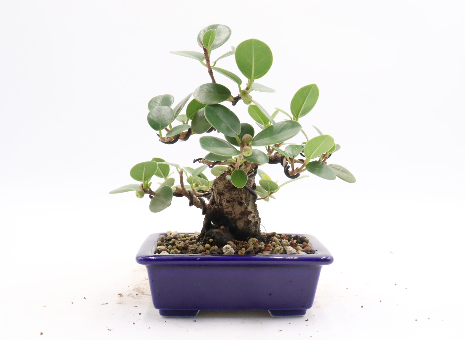 Green Island Ficus in a Blue Glazed Container