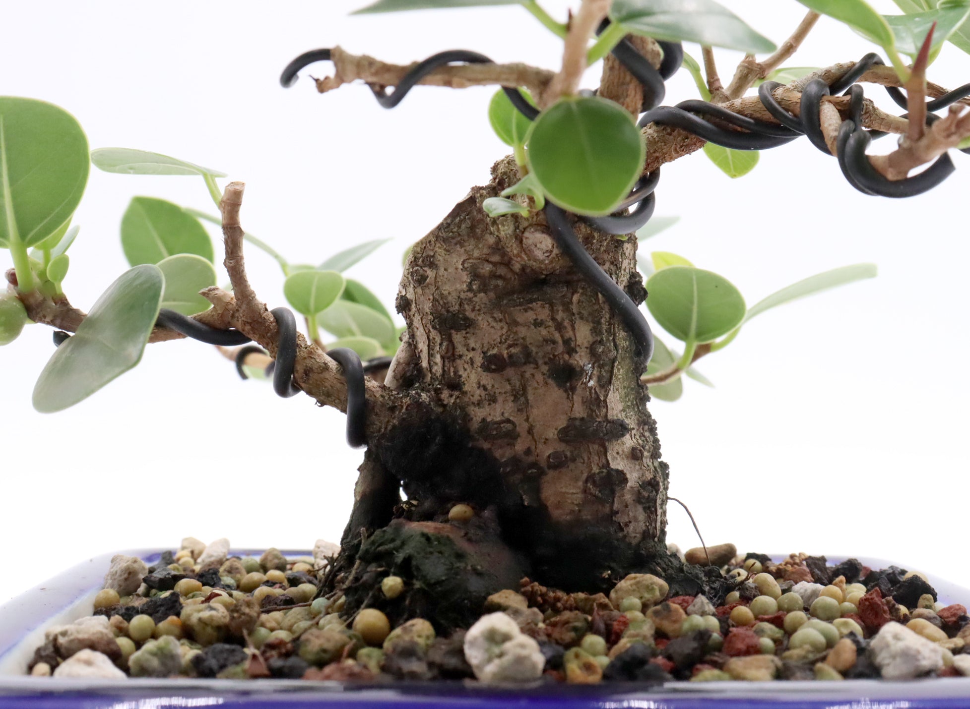 Green Island Ficus in a Blue Glazed Container