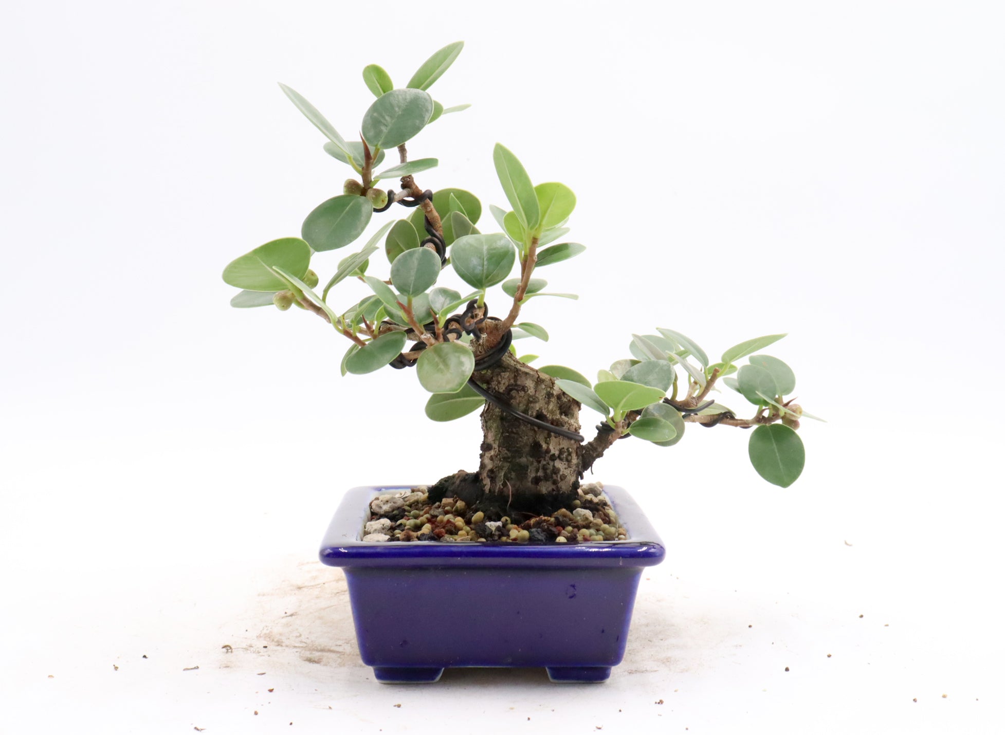 Green Island Ficus in a Blue Glazed Container