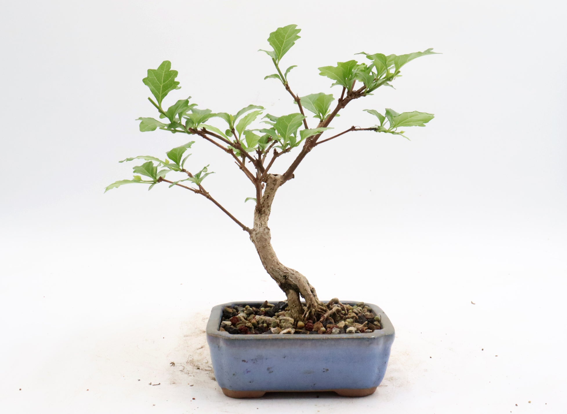 Musk Maple in a Glazed Container