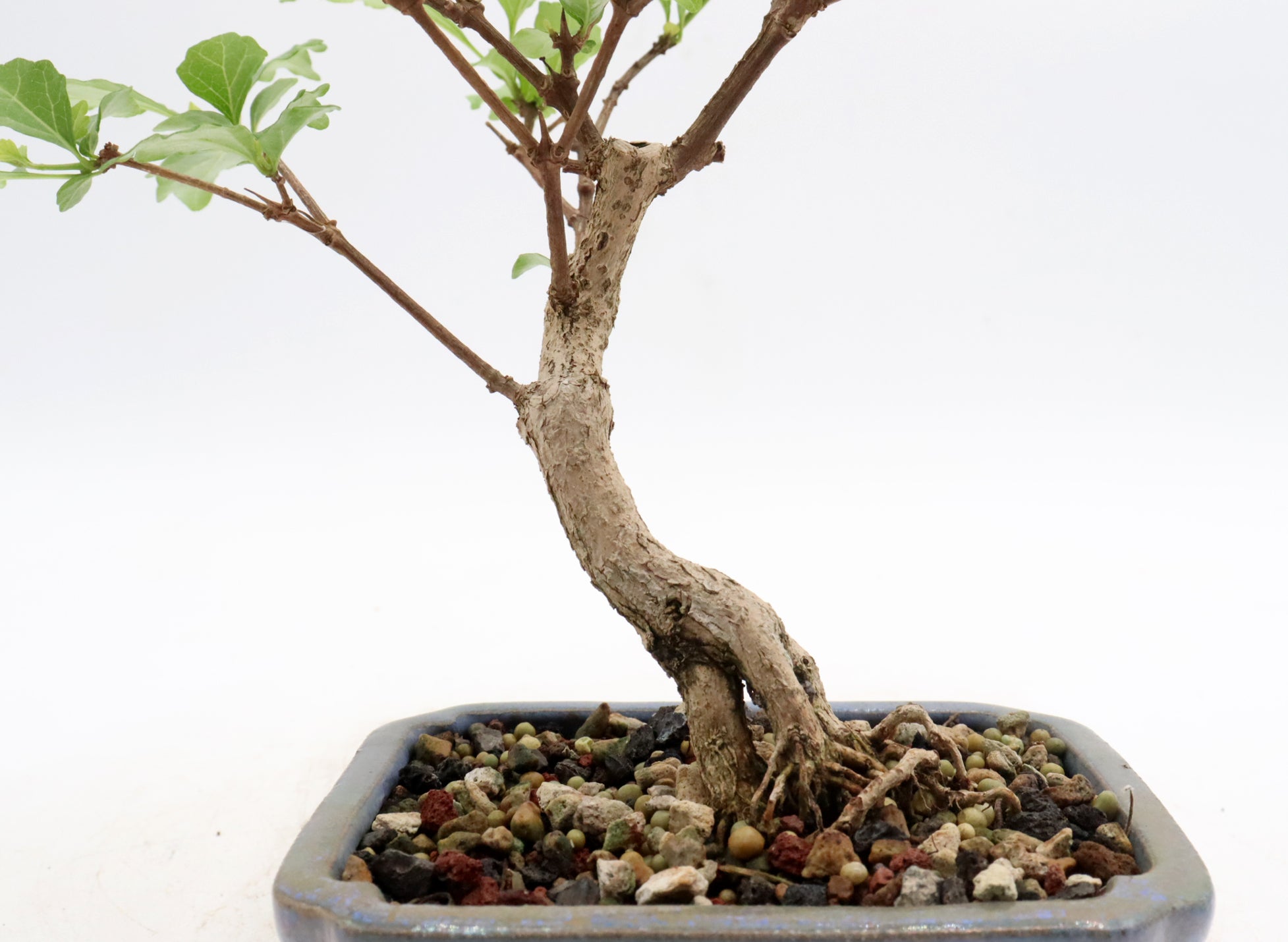 Musk Maple in a Glazed Container