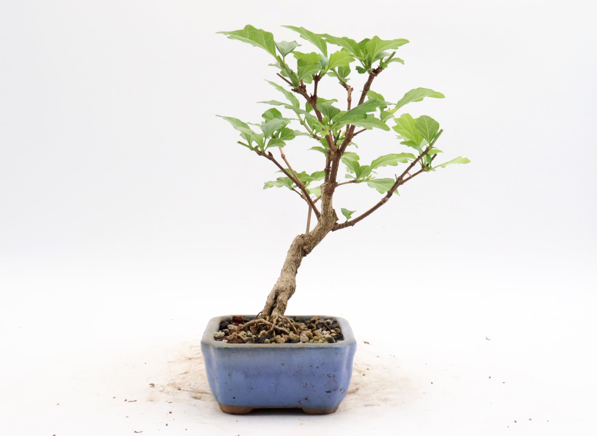 Musk Maple in a Glazed Container