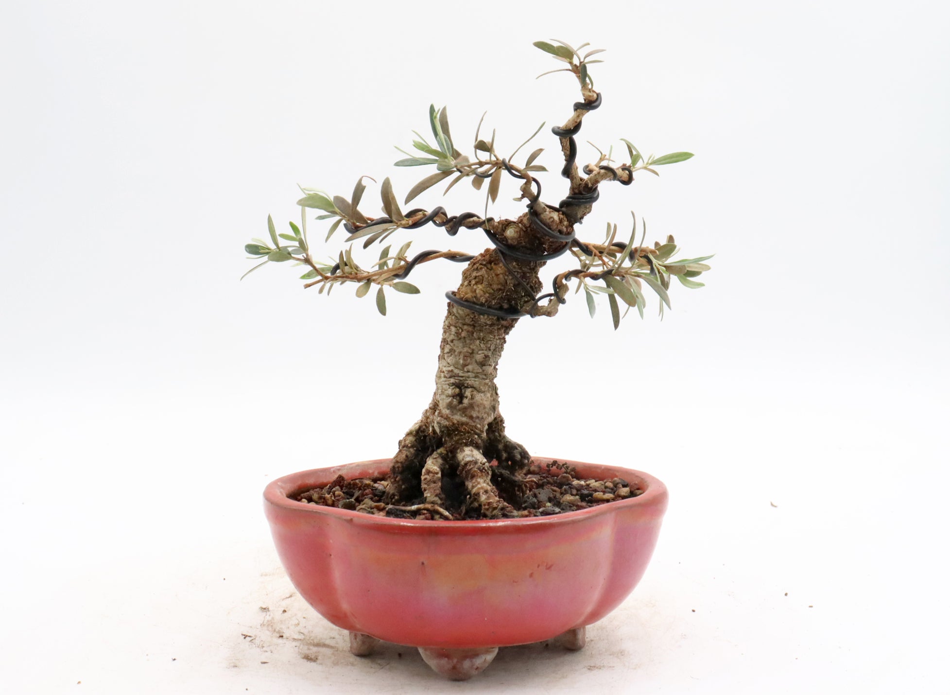 Wired European Olive in a Red Glazed Container