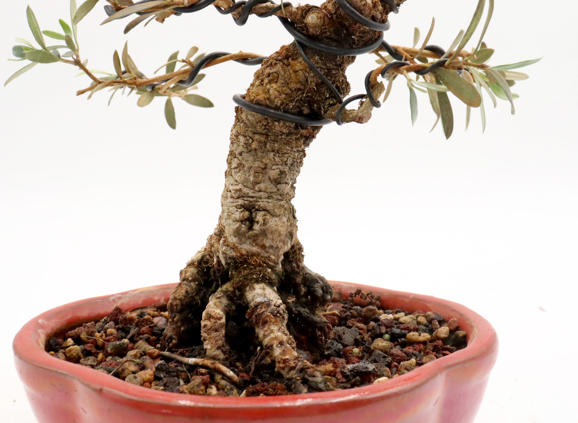 Wired European Olive in a Red Glazed Container