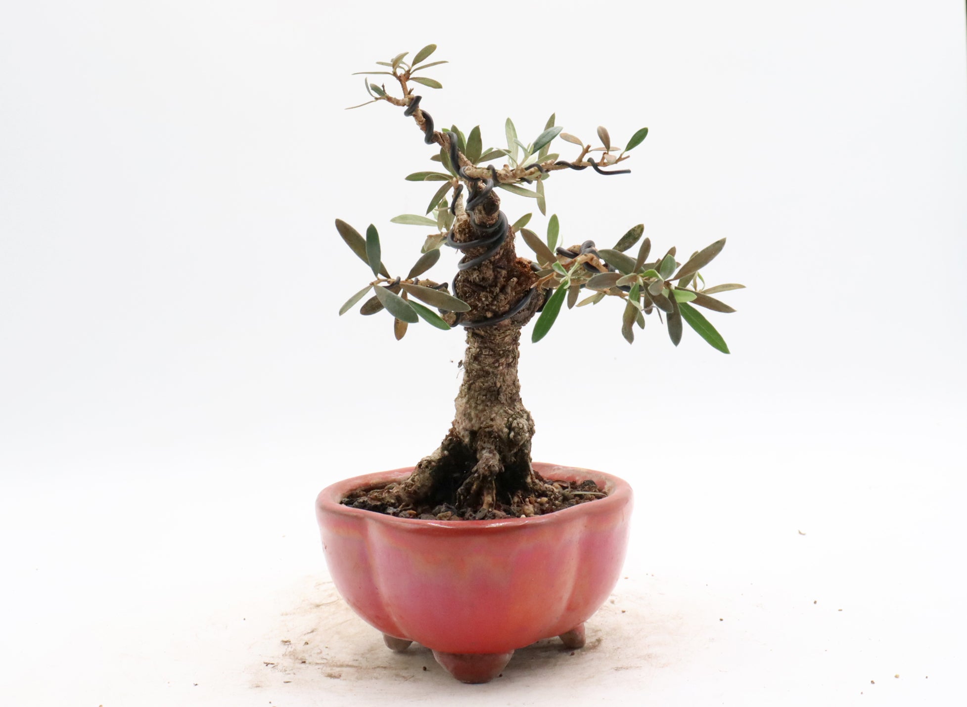 Wired European Olive in a Red Glazed Container
