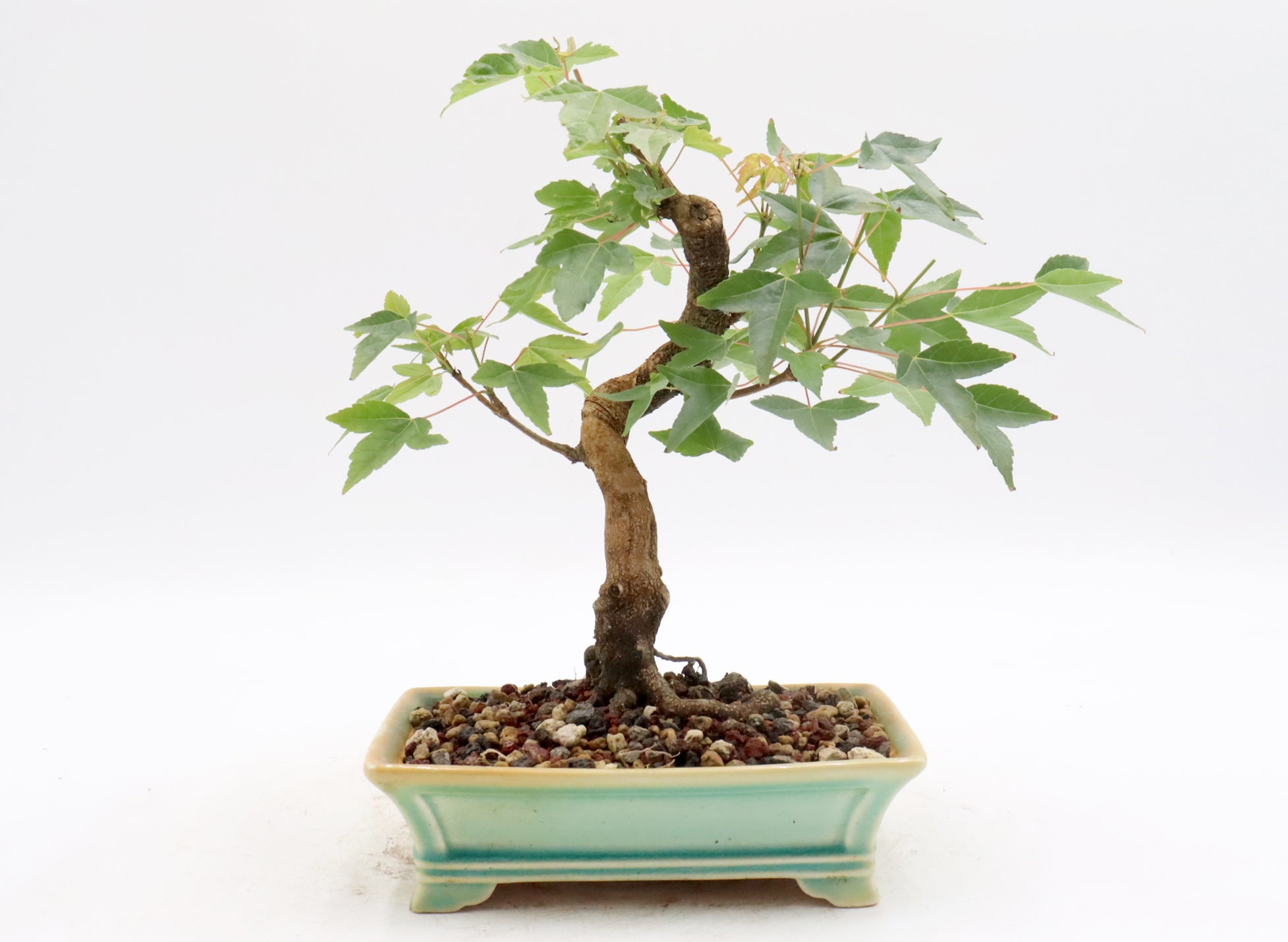 Trident Maple Bonsai in a Yixing Container