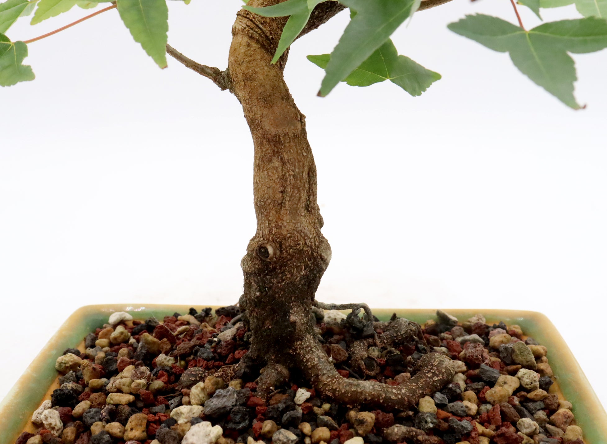 Trident Maple Bonsai in a Yixing Container
