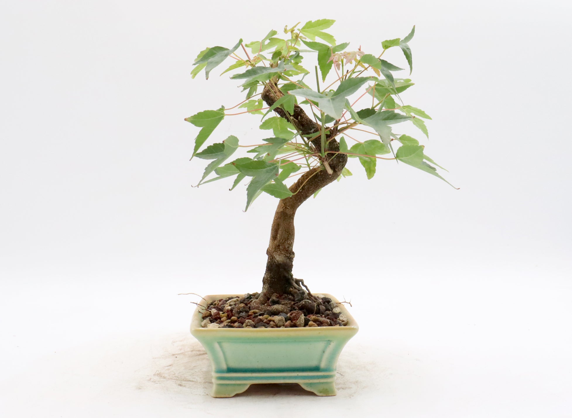 Trident Maple Bonsai in a Yixing Container
