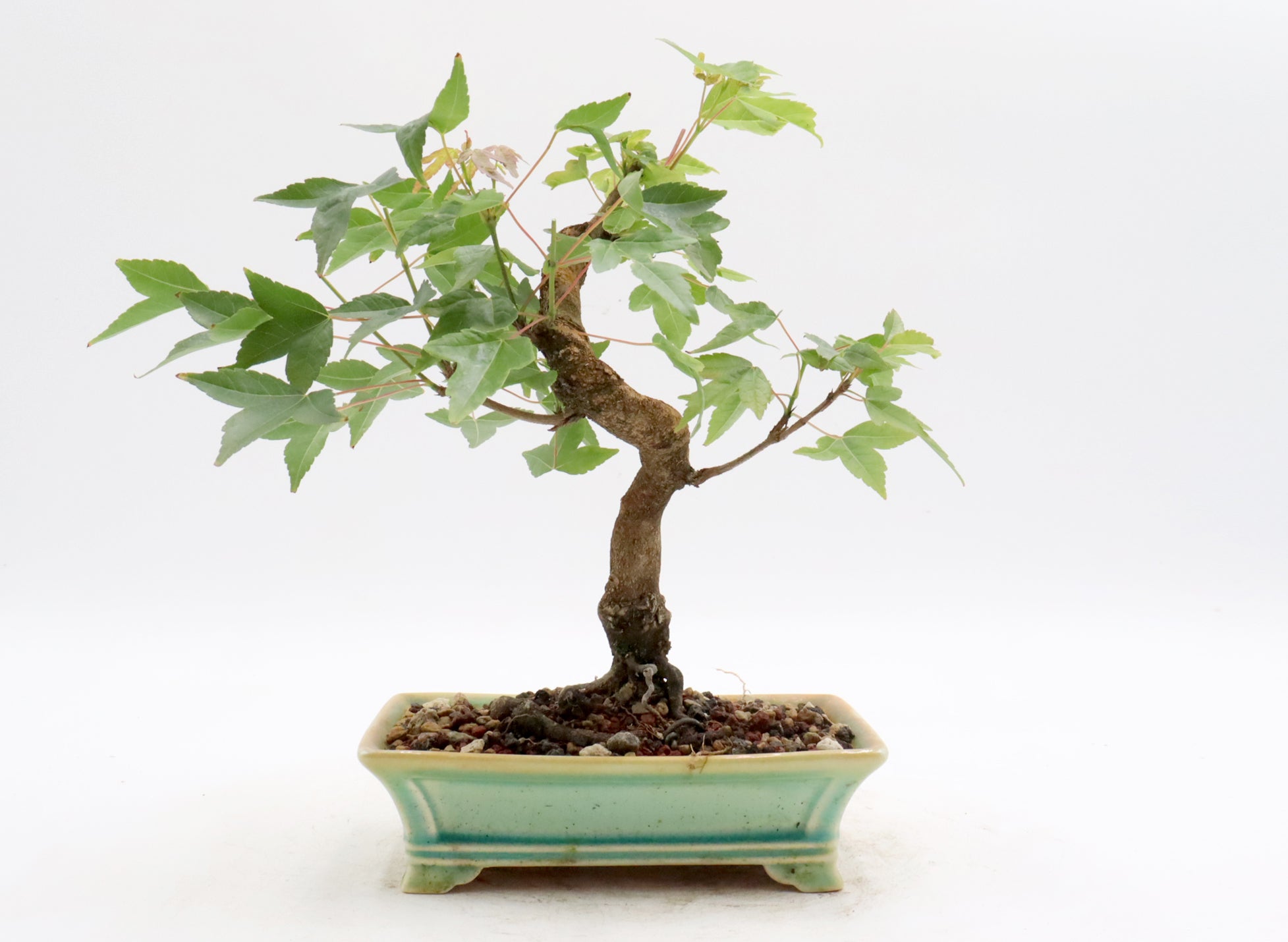 Trident Maple Bonsai in a Yixing Container