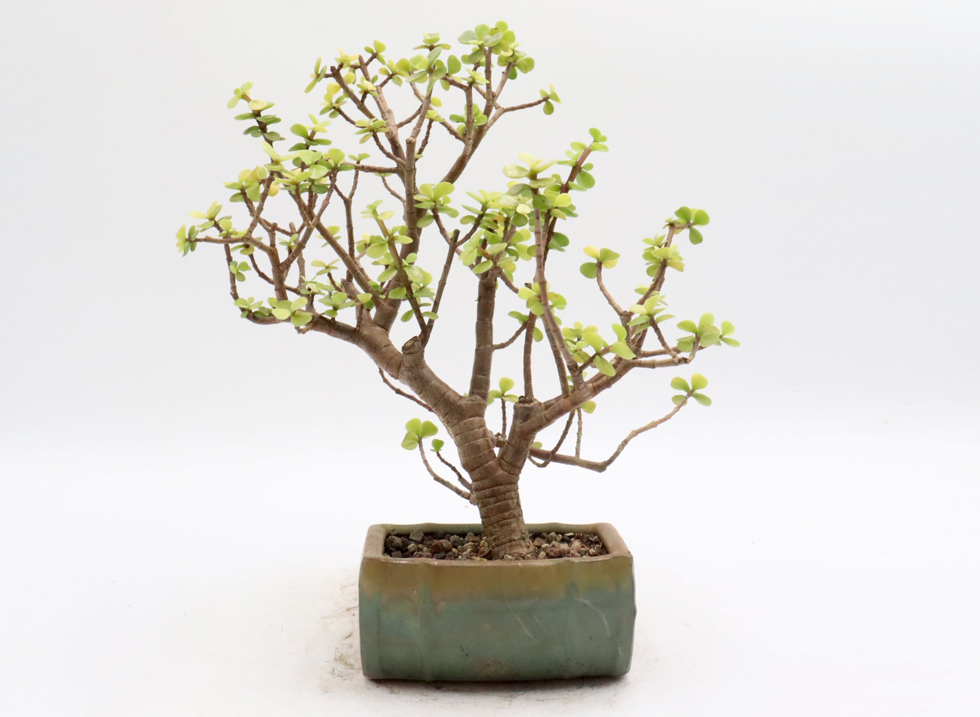 Assorted Mini Jade Bonsai in Four to Five Inch Bonsai Pots