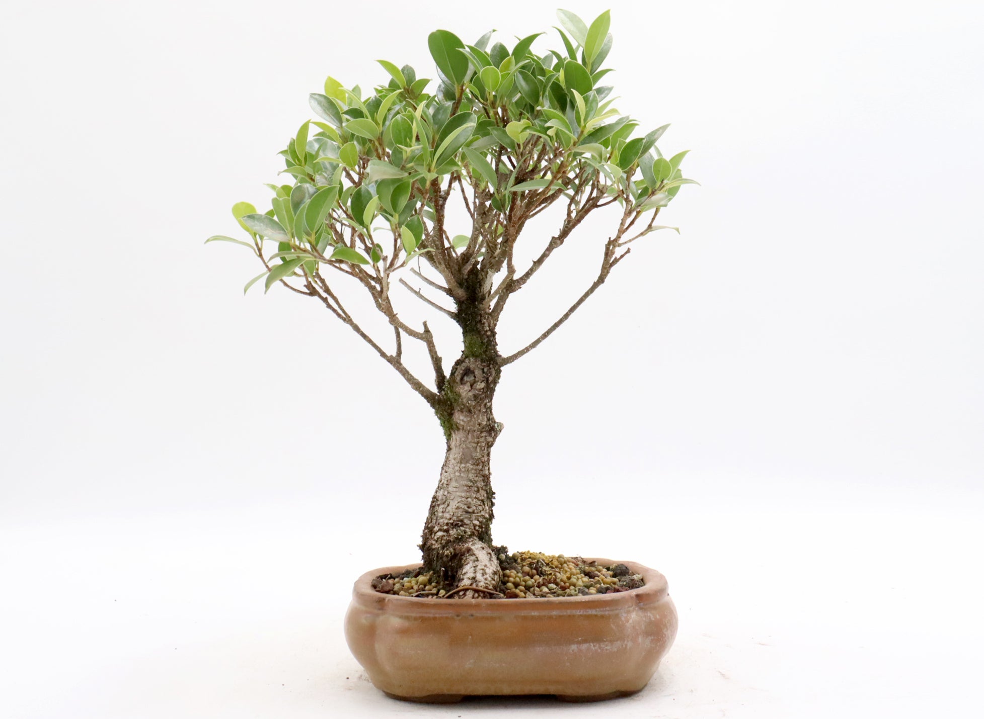 Tiger Bark Ficus Starter Bonsai in a Glazed Container