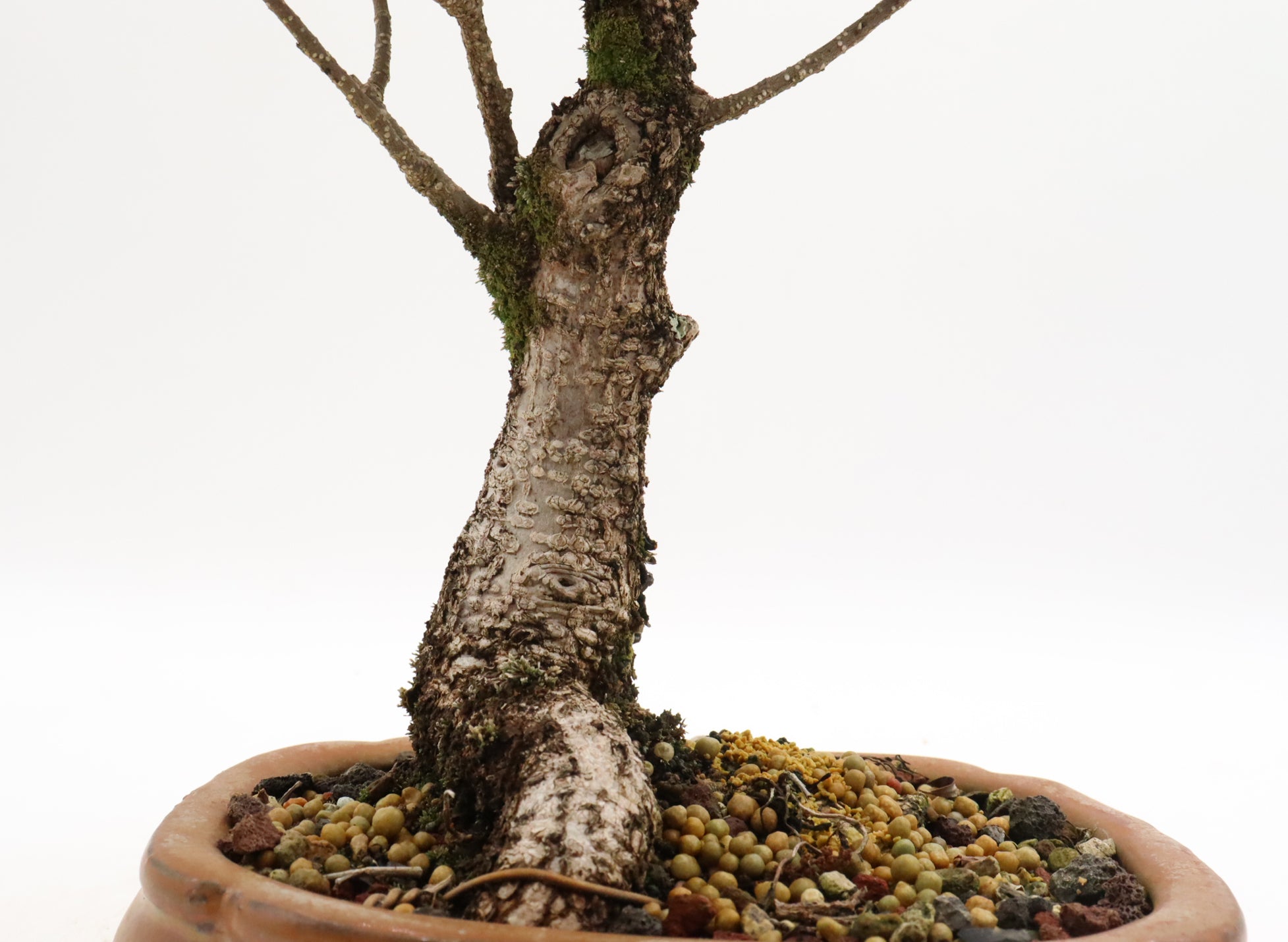Tiger Bark Ficus Starter Bonsai in a Glazed Container