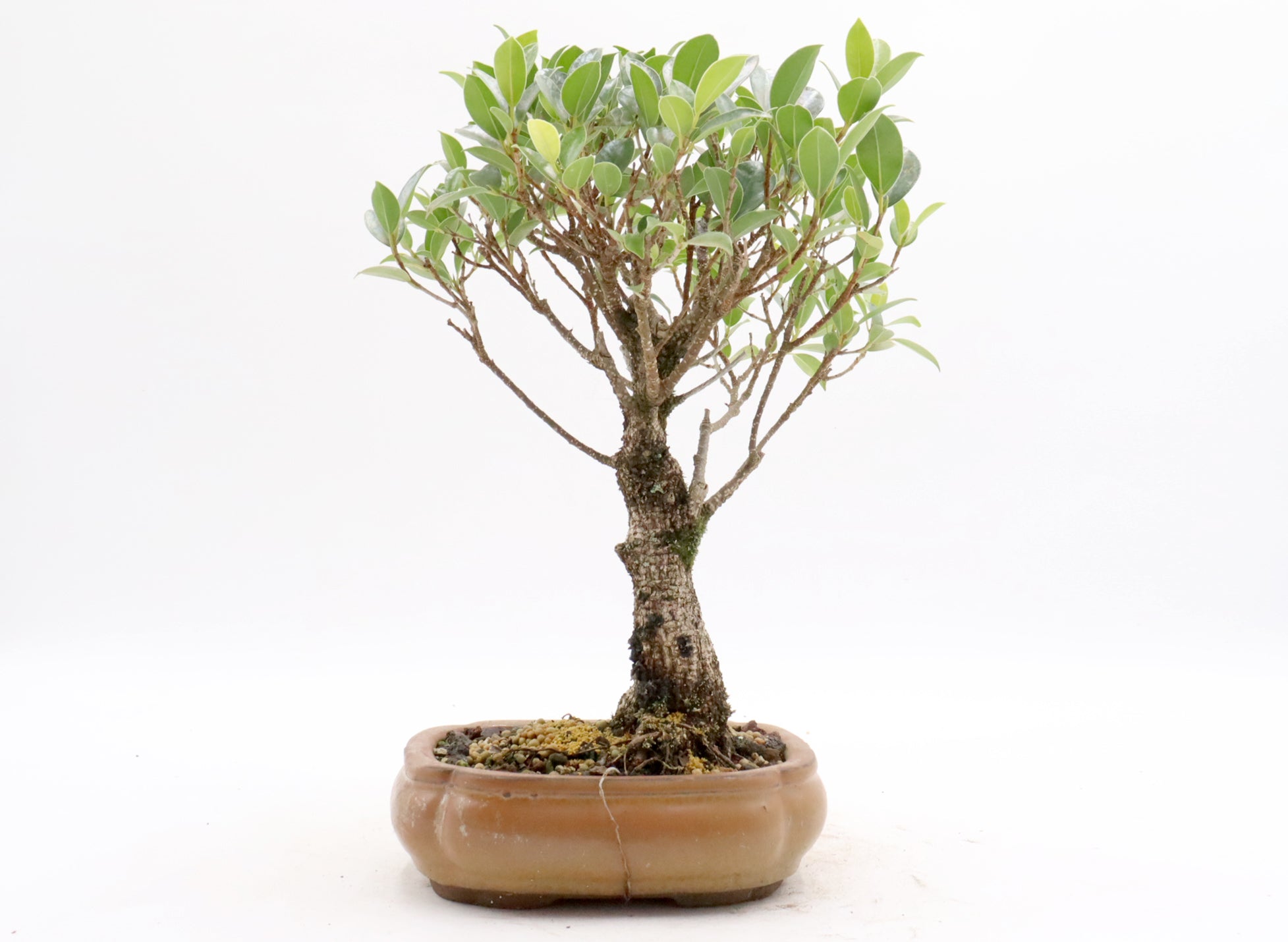 Tiger Bark Ficus Starter Bonsai in a Glazed Container