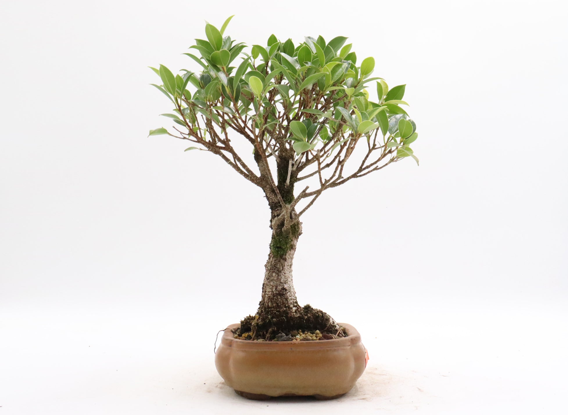 Tiger Bark Ficus Starter Bonsai in a Glazed Container