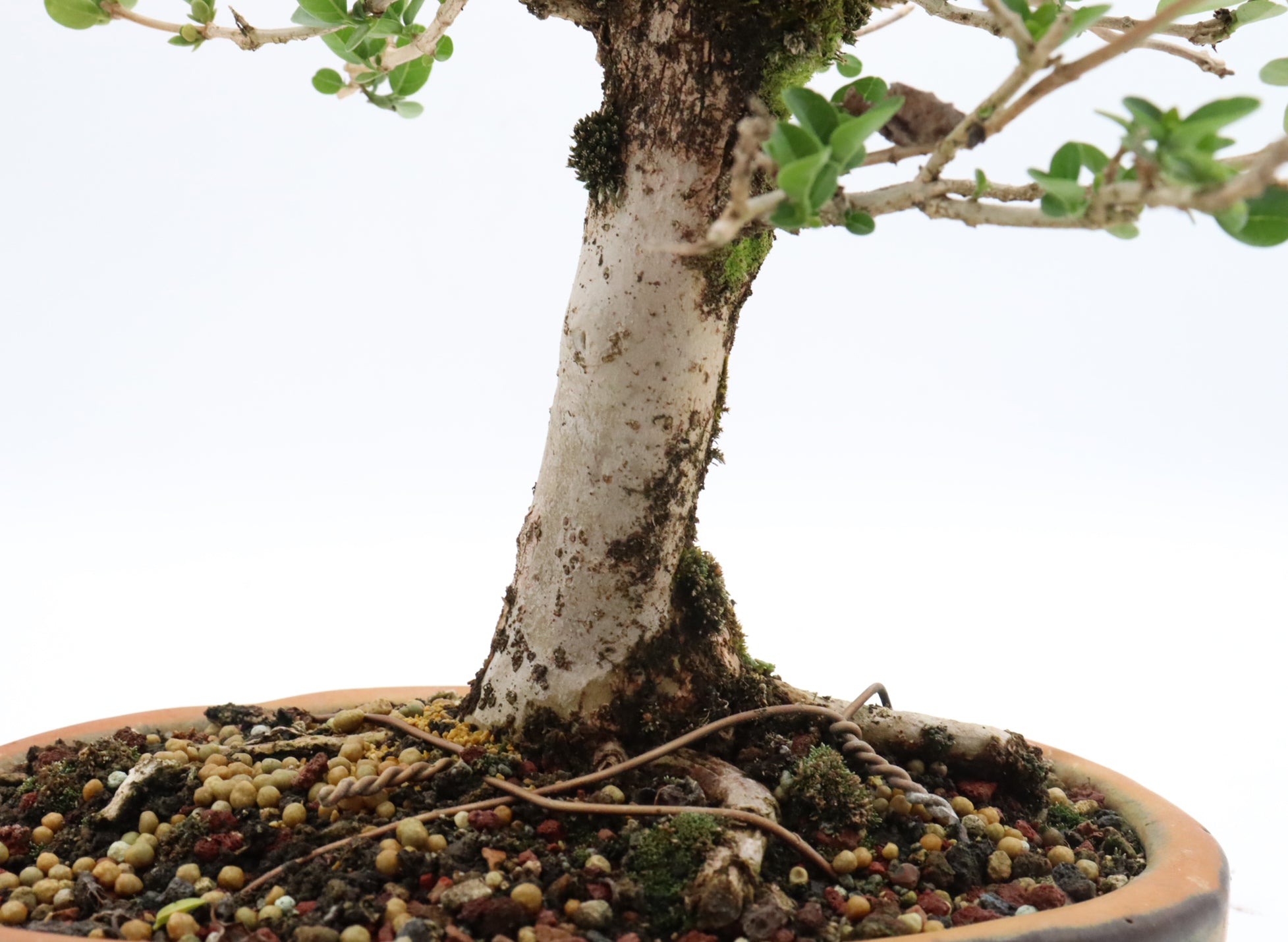 Premna Microphylla in a Glazed Chinese Container