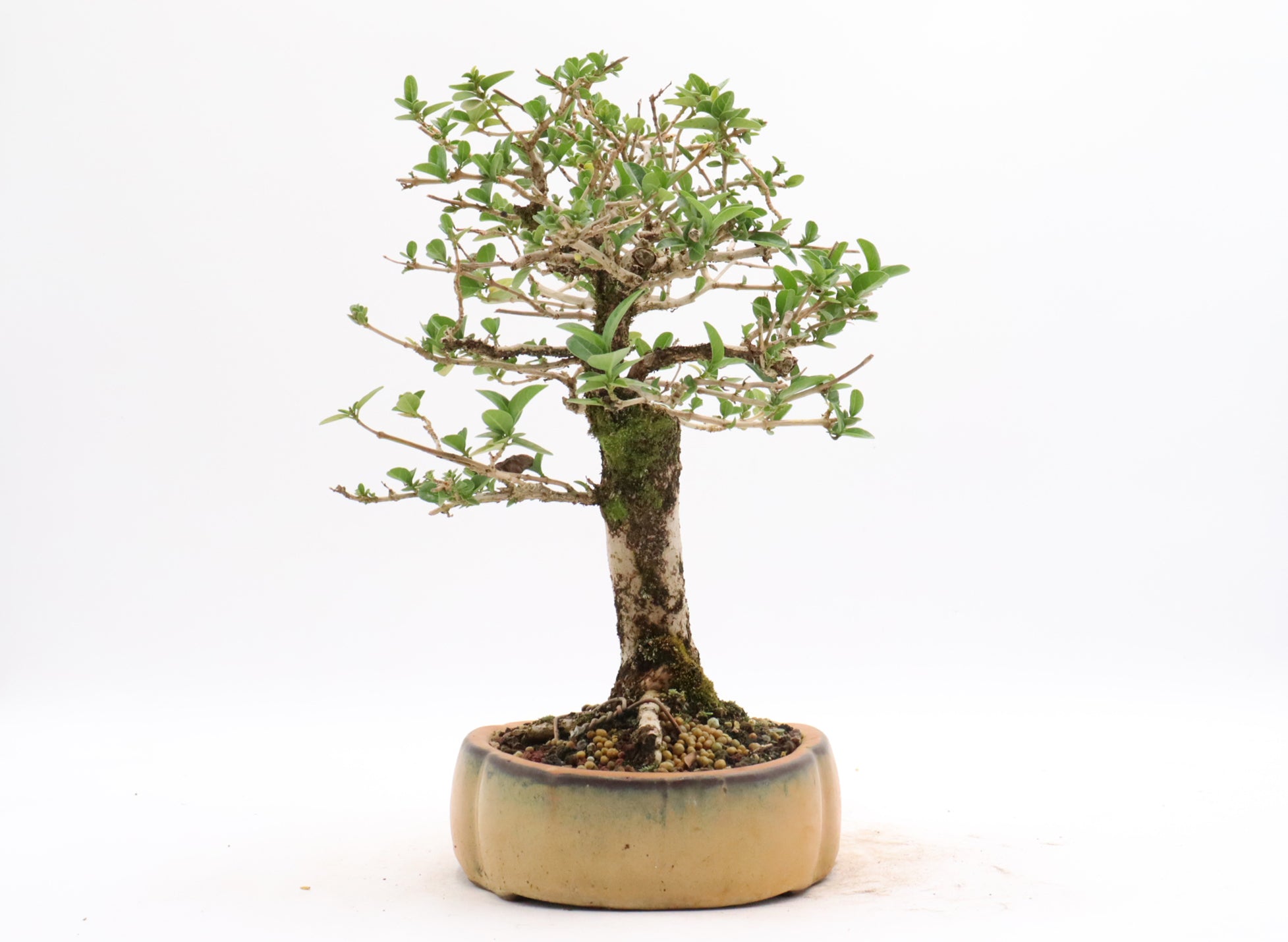 Premna Microphylla in a Glazed Chinese Container