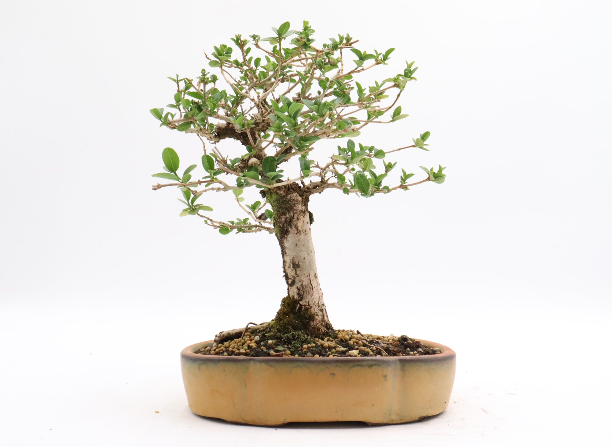 Premna Microphylla in a Glazed Chinese Container
