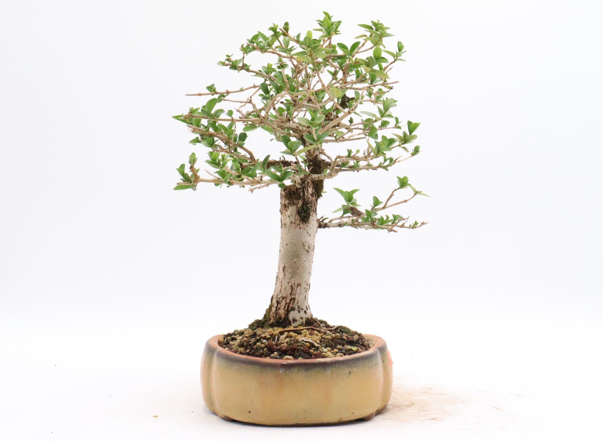 Premna Microphylla in a Glazed Chinese Container