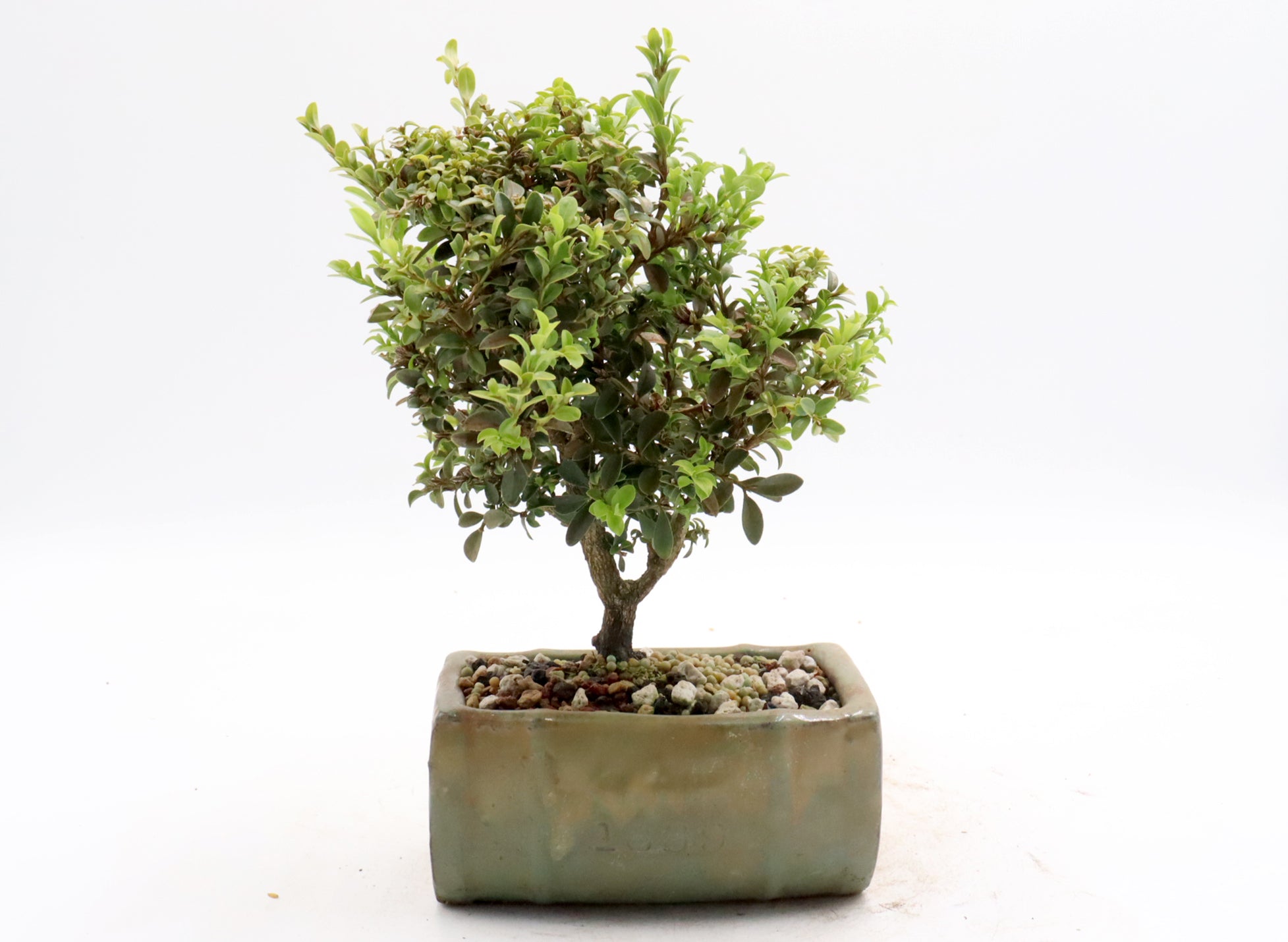 Assorted Kingsville Dwarf Boxwood Starter Bonsai
