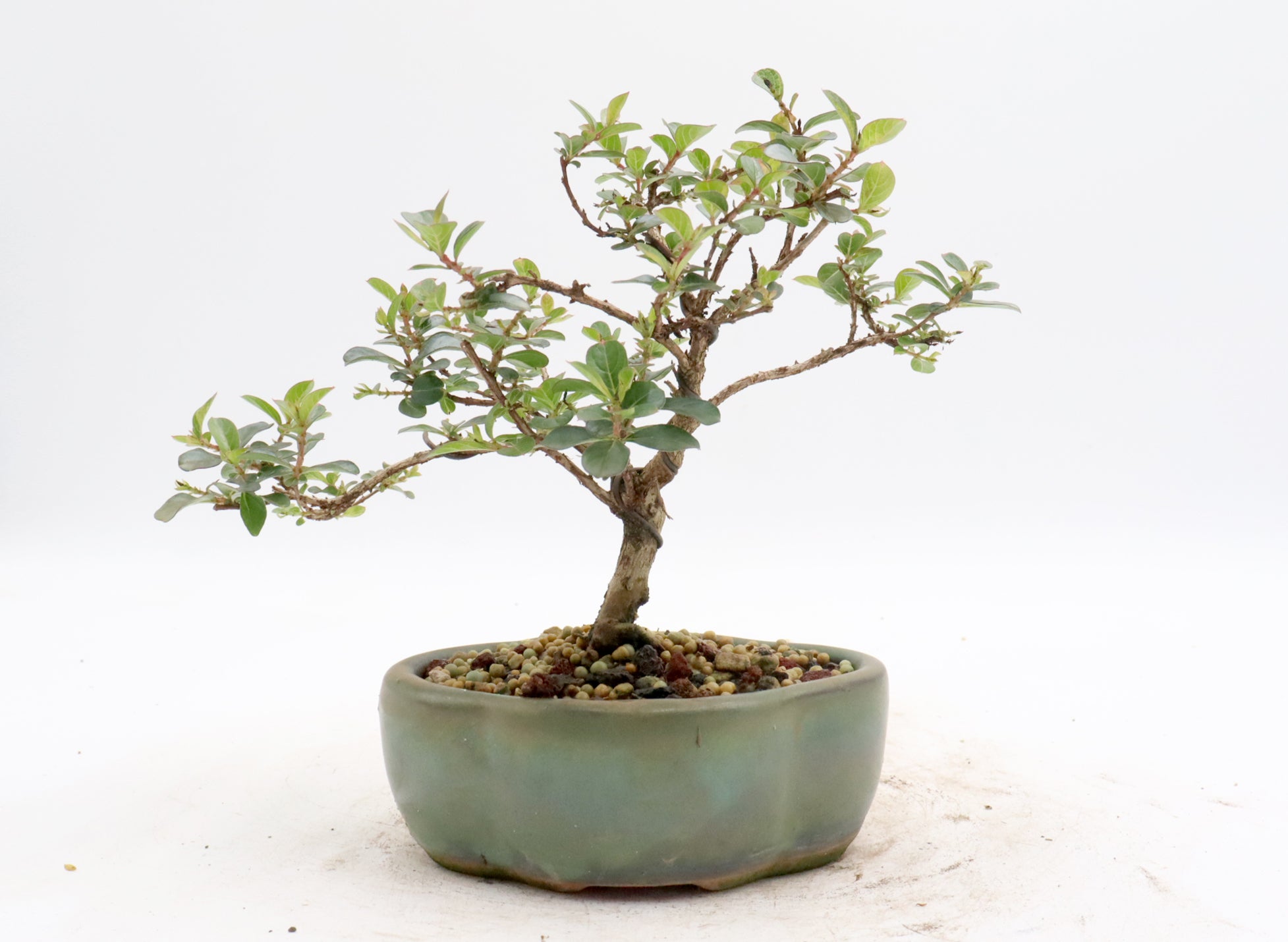 Wired Chickasaw Crepe Myrtle Bonsai in a Glazed Pot