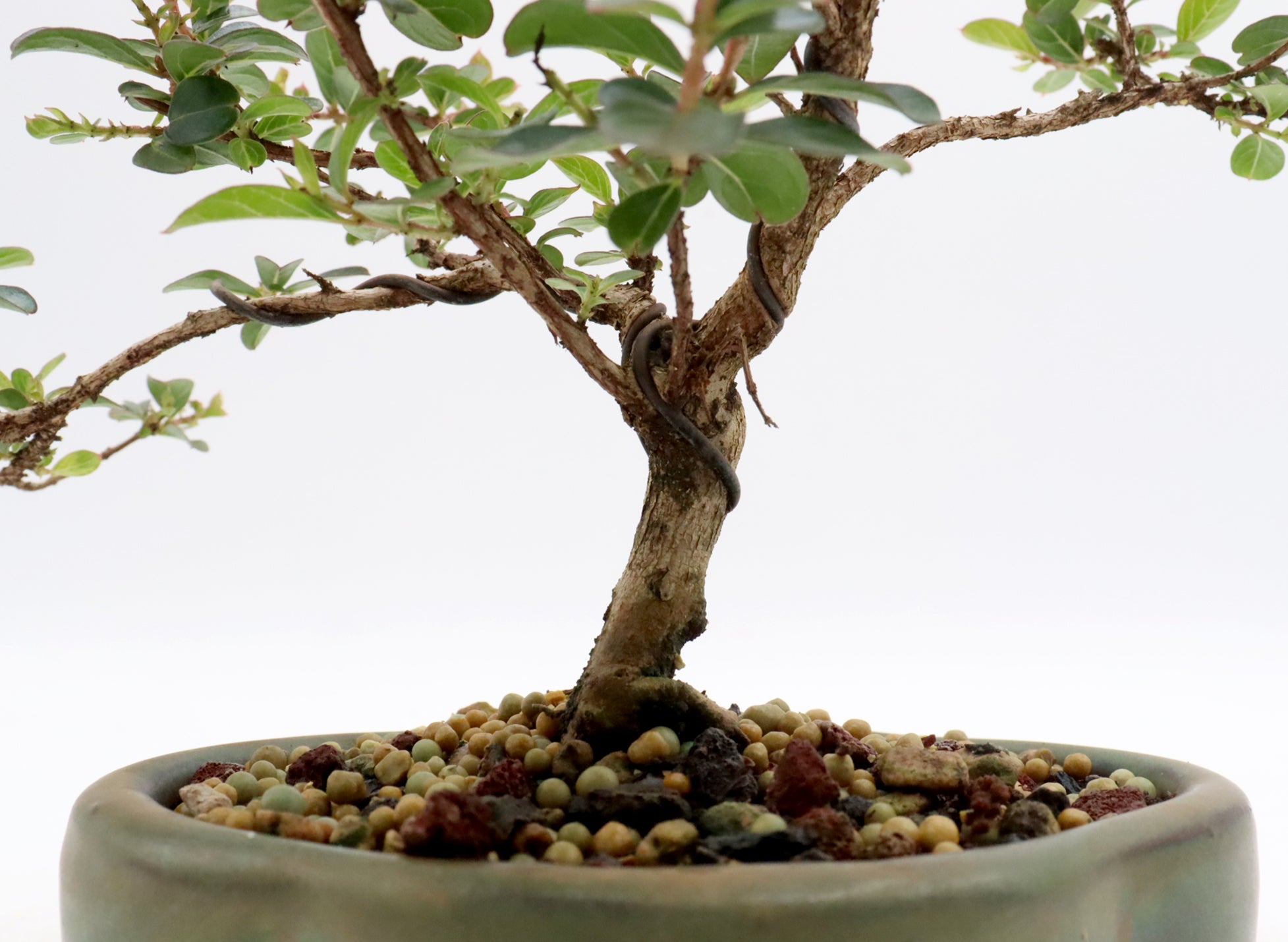 Wired Chickasaw Crepe Myrtle Bonsai in a Glazed Pot