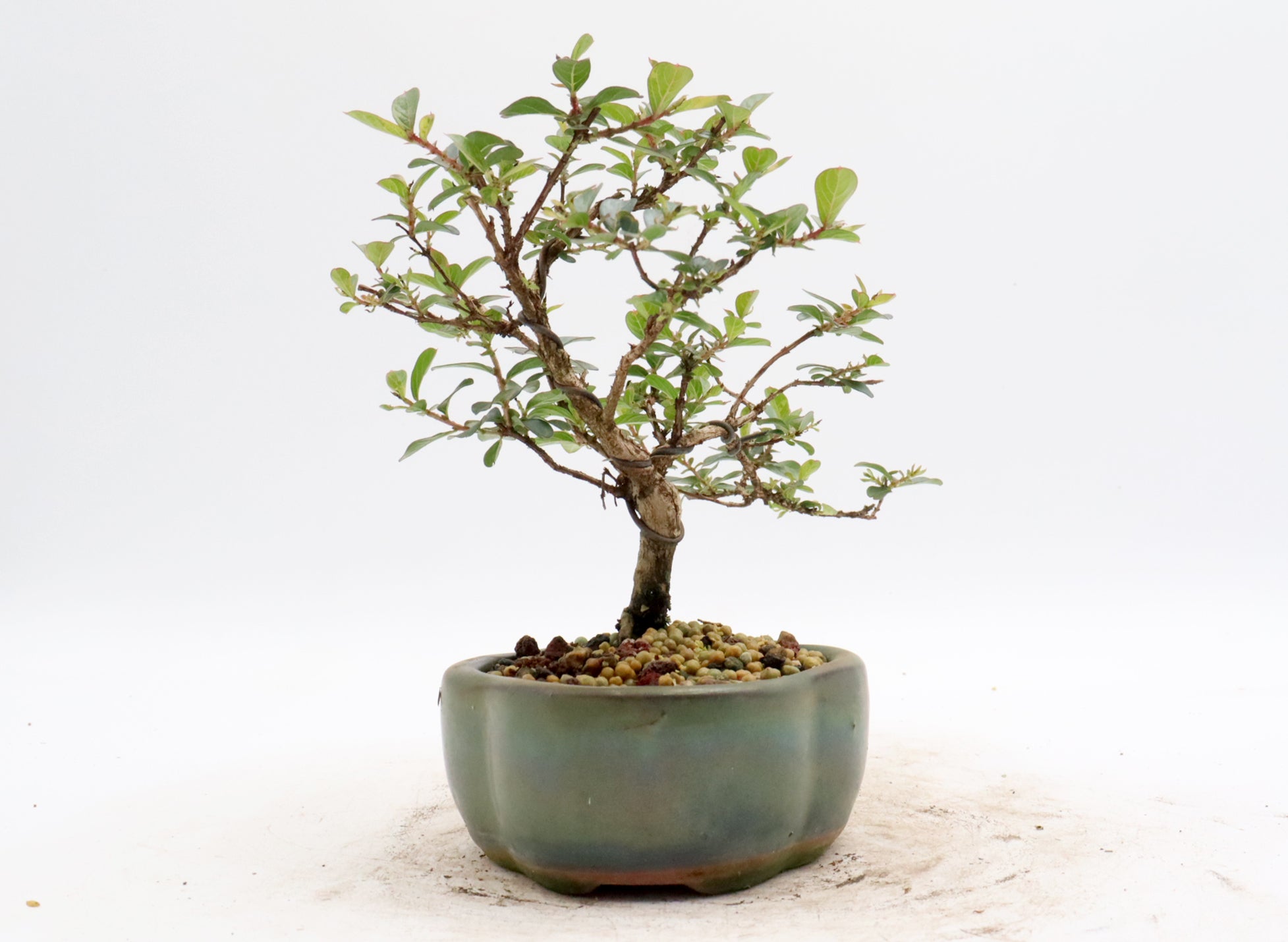 Wired Chickasaw Crepe Myrtle Bonsai in a Glazed Pot