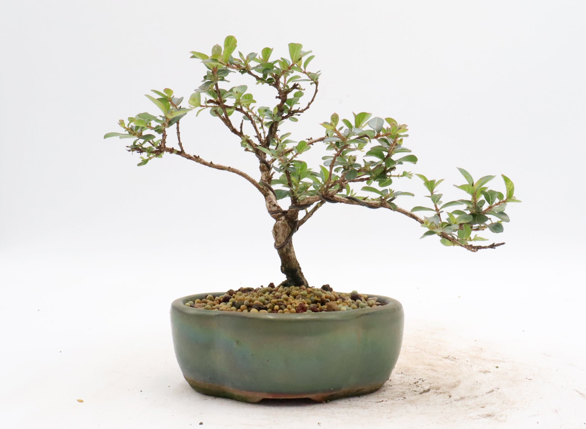 Wired Chickasaw Crepe Myrtle Bonsai in a Glazed Pot