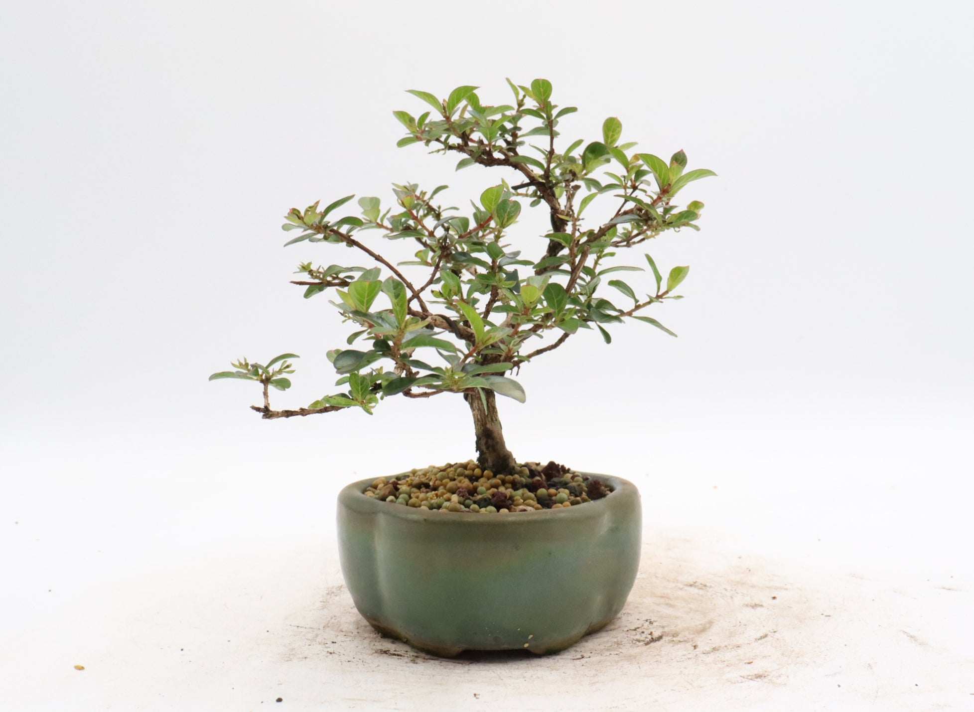 Wired Chickasaw Crepe Myrtle Bonsai in a Glazed Pot
