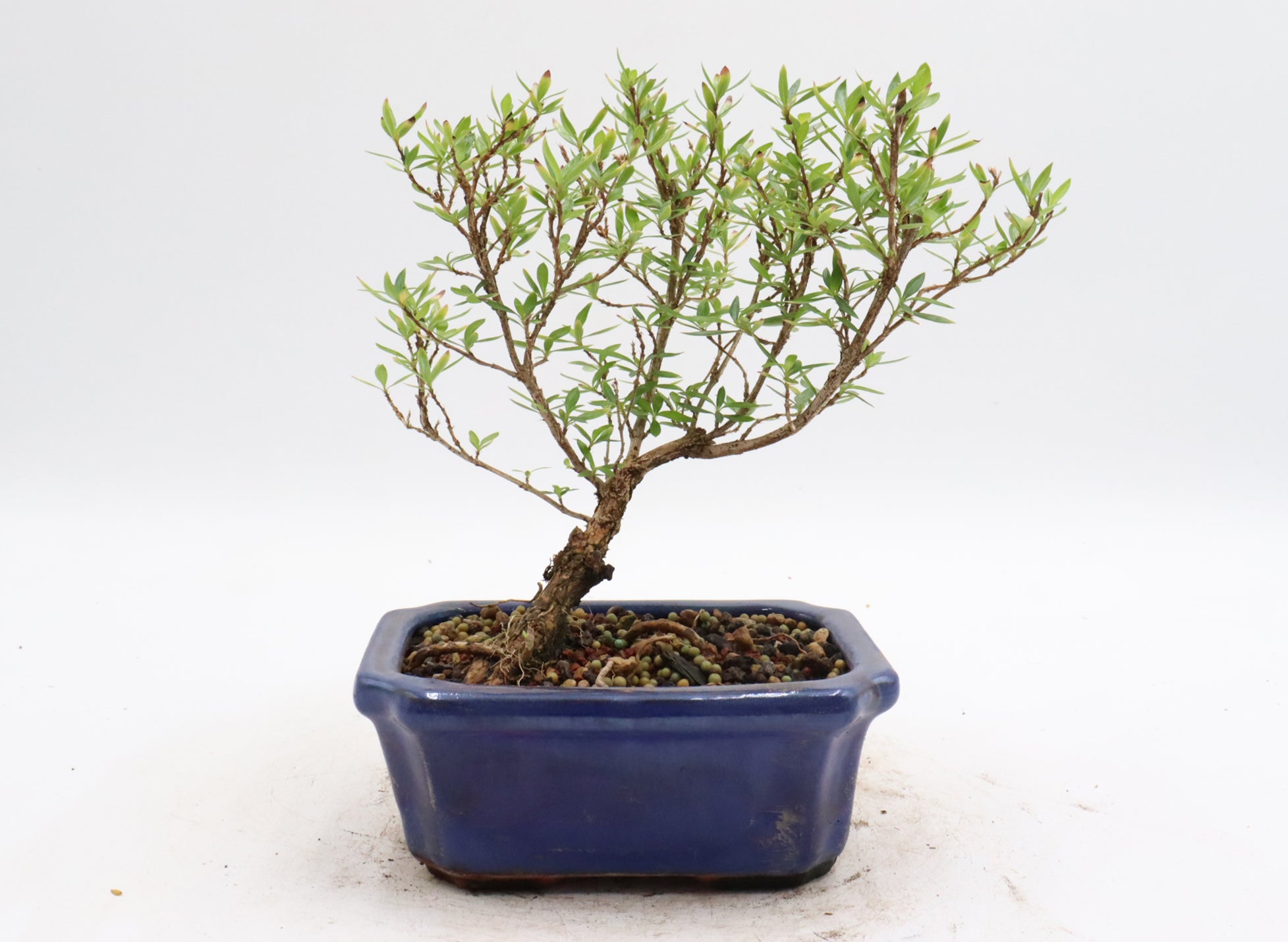 Chinese Serissa in a glazed container