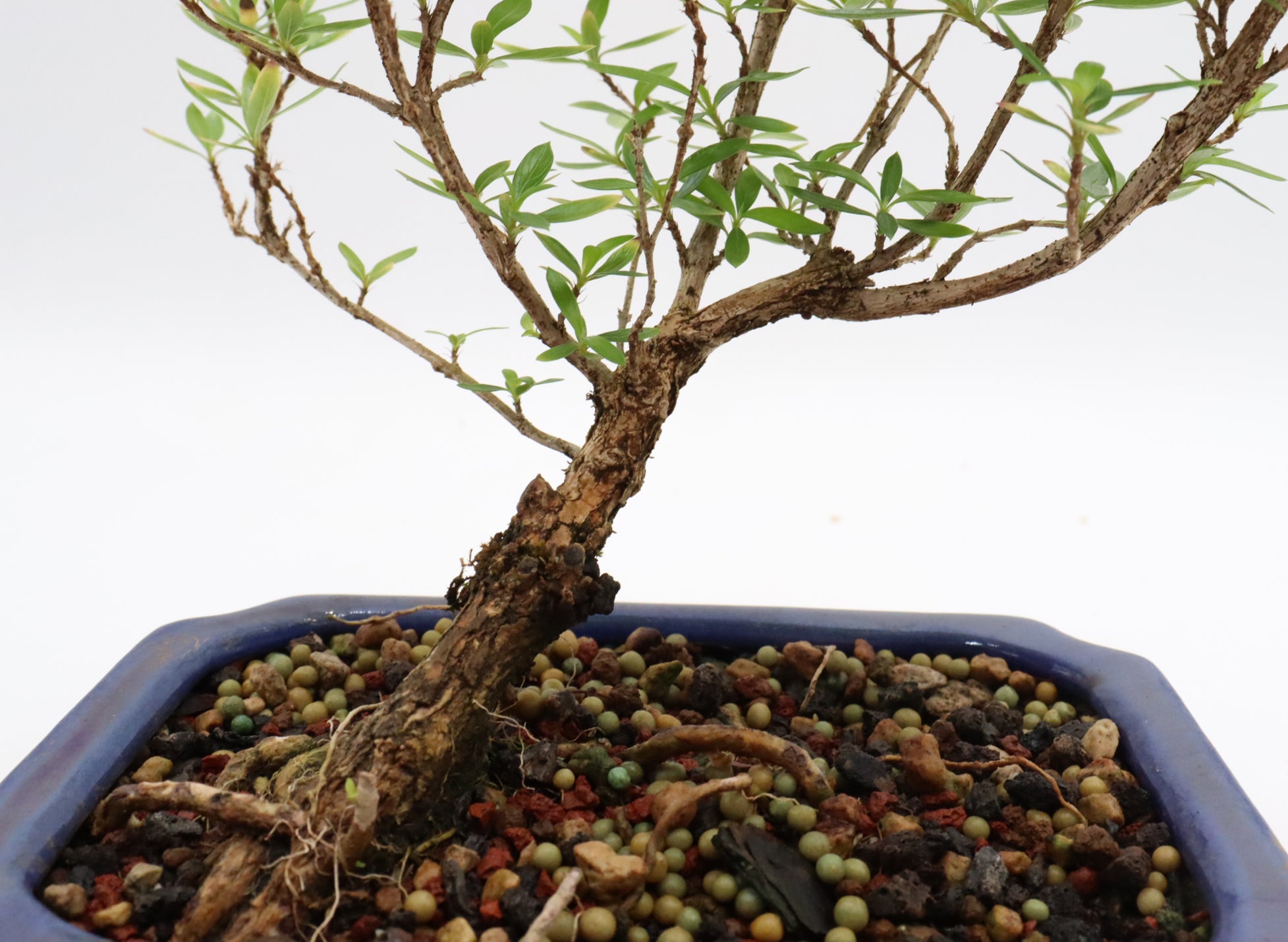Chinese Serissa in a glazed container