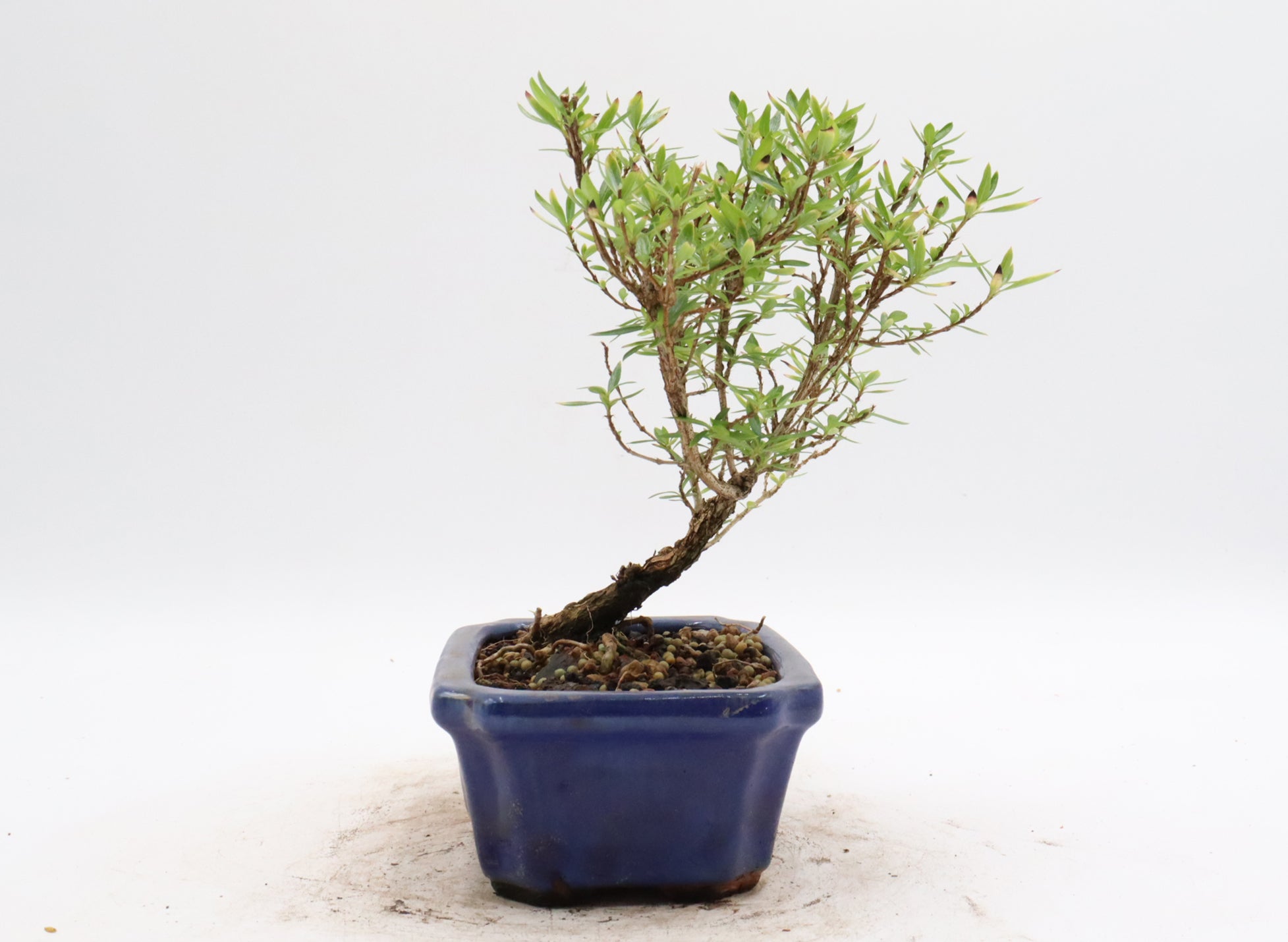 Chinese Serissa in a glazed container
