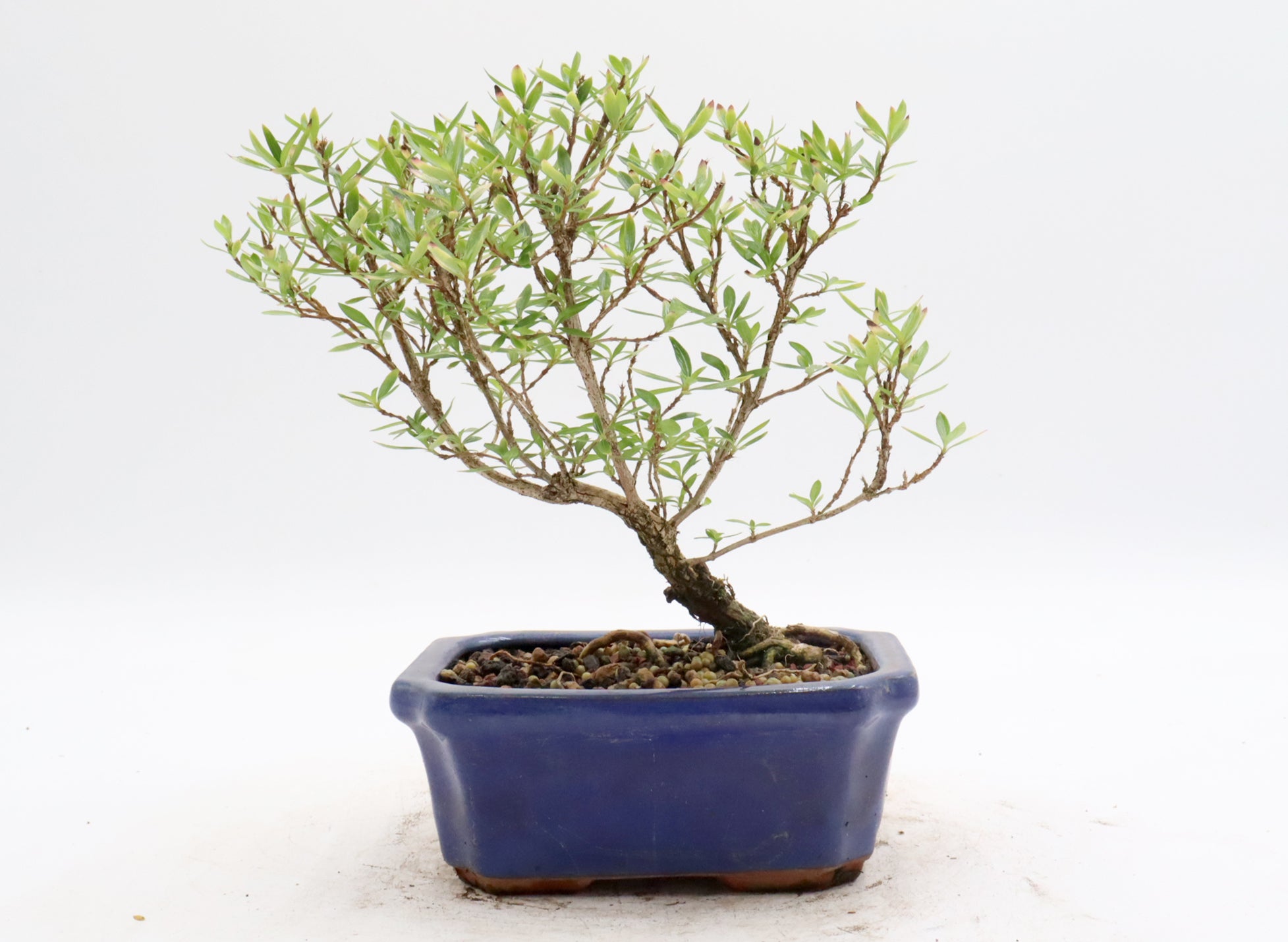 Chinese Serissa in a glazed container