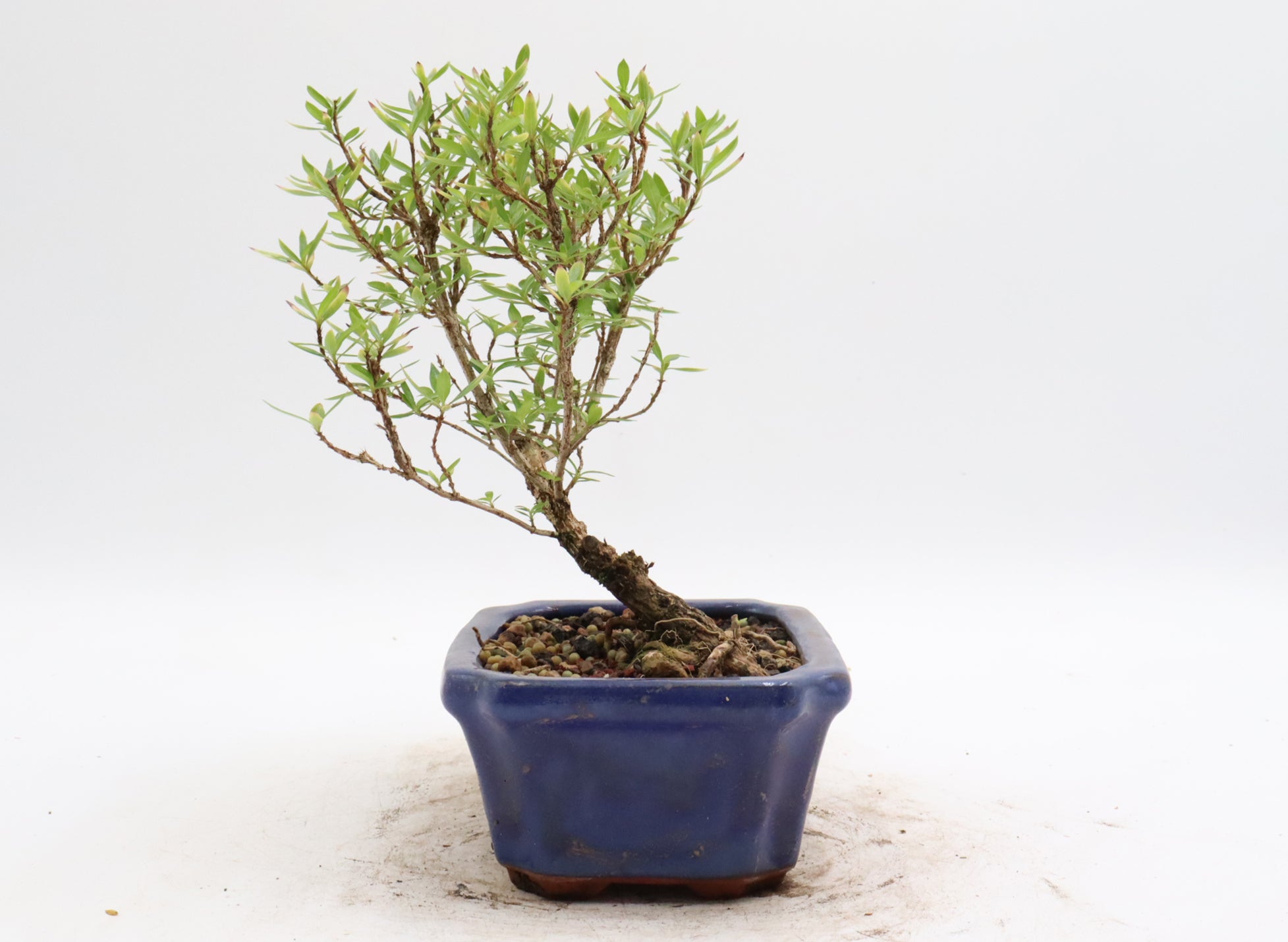 Chinese Serissa in a glazed container