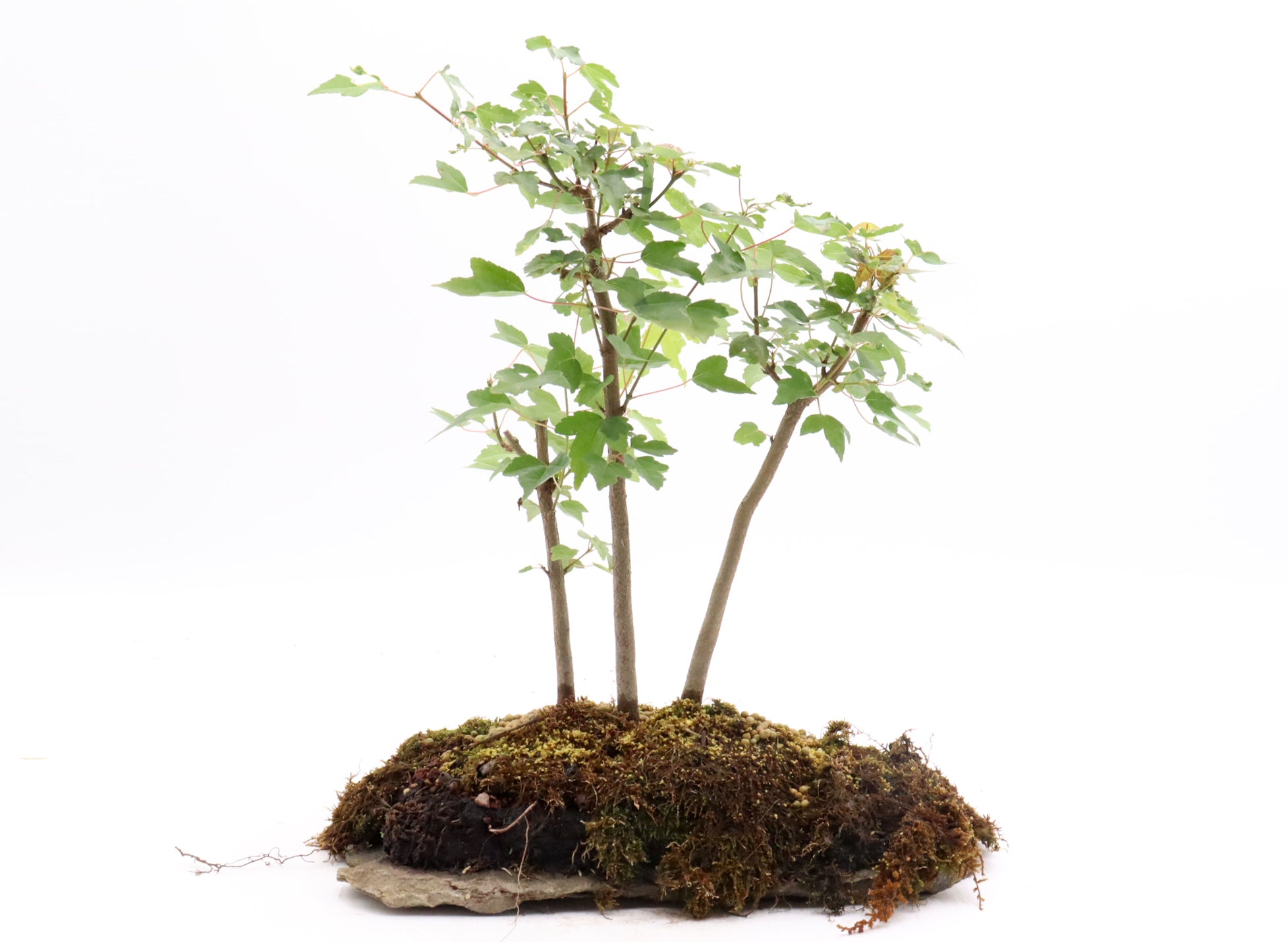 Three Tree Trident Maple Forest on a Slab